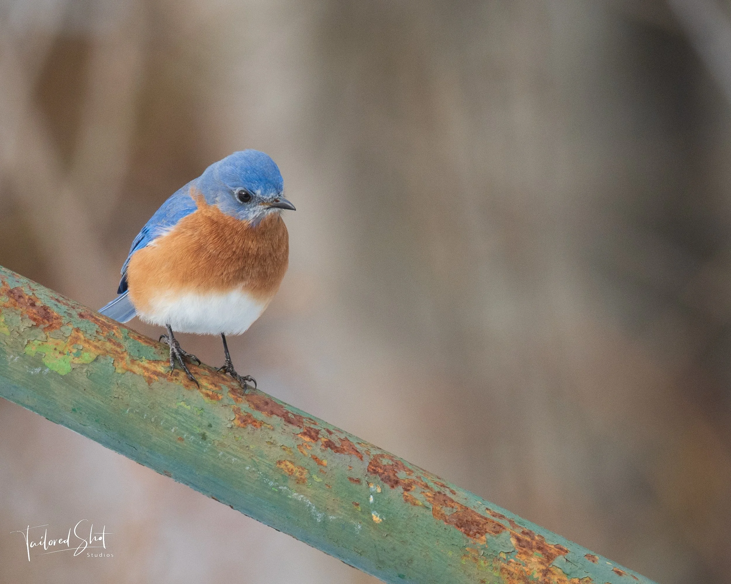 The Eastern Bluebird’s Rest