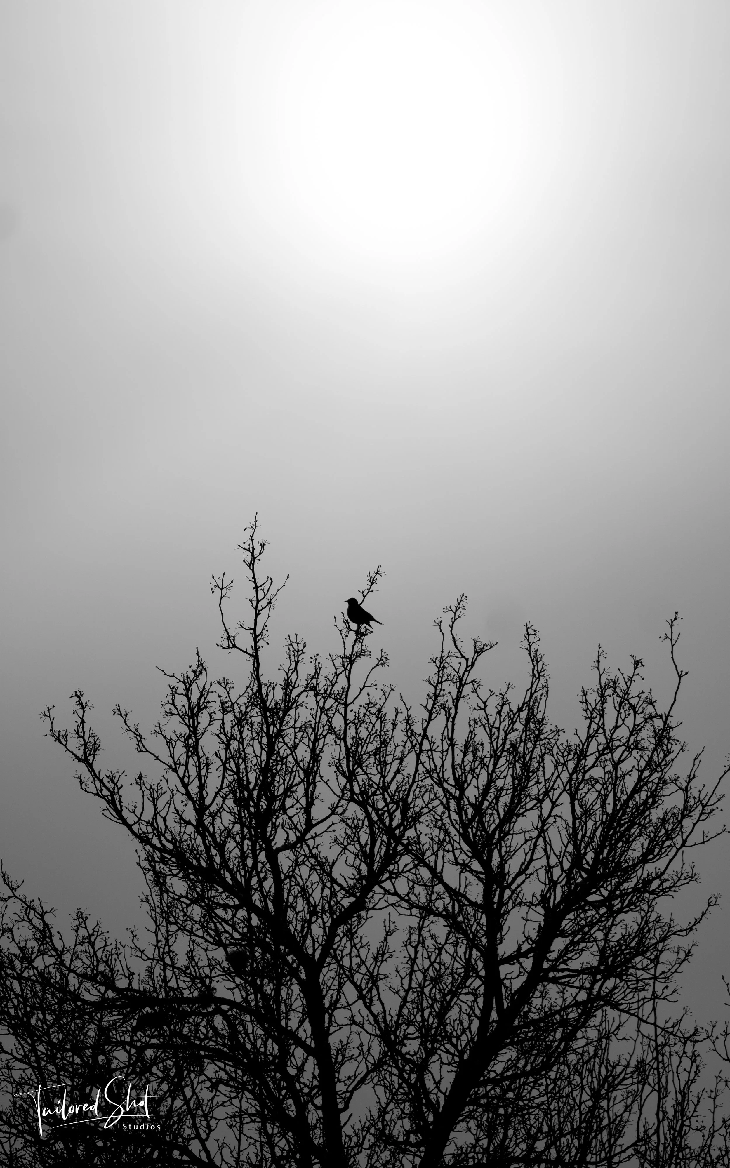 Stony Brook Silhouette in the Buds #2