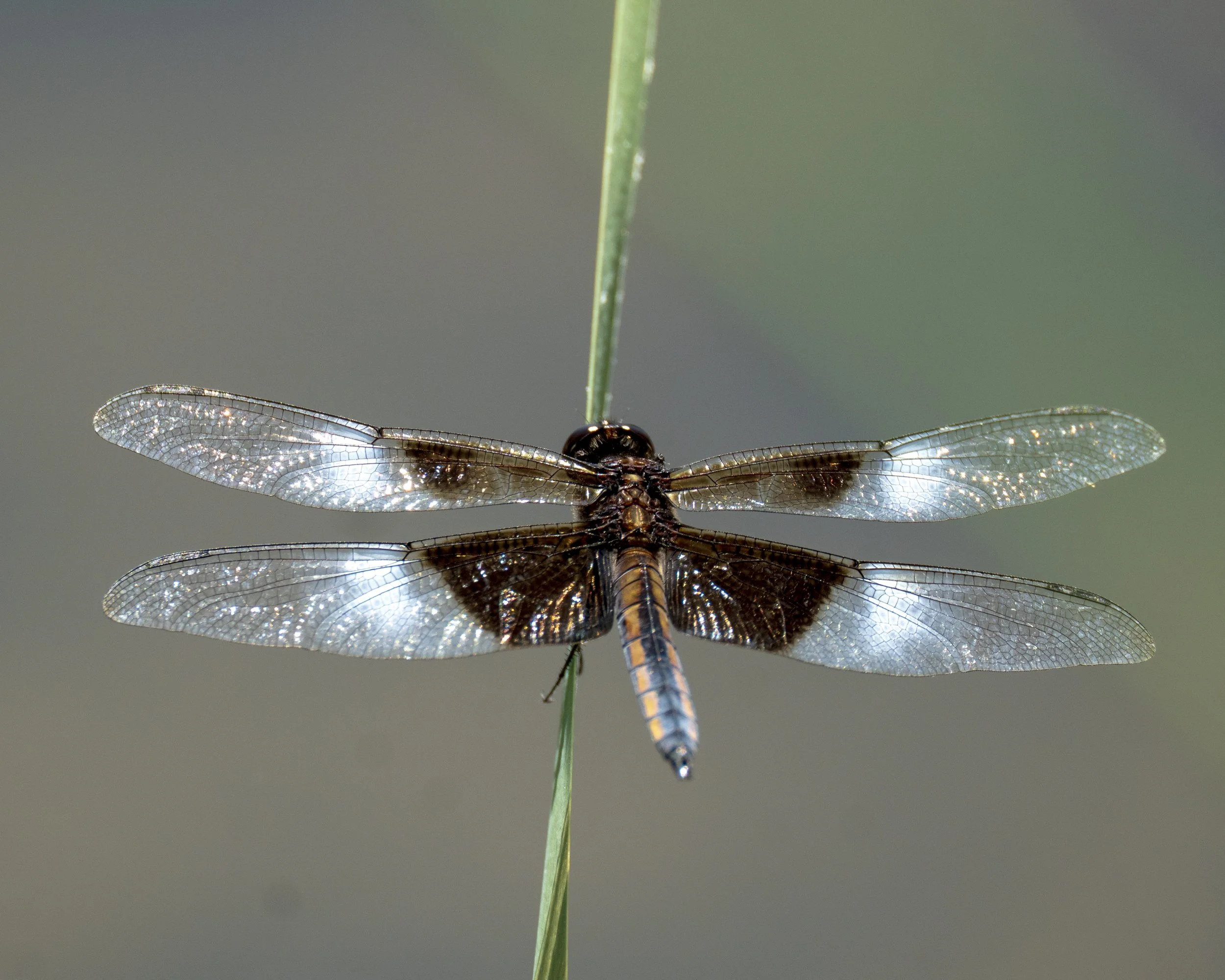 Dragonfly Wings