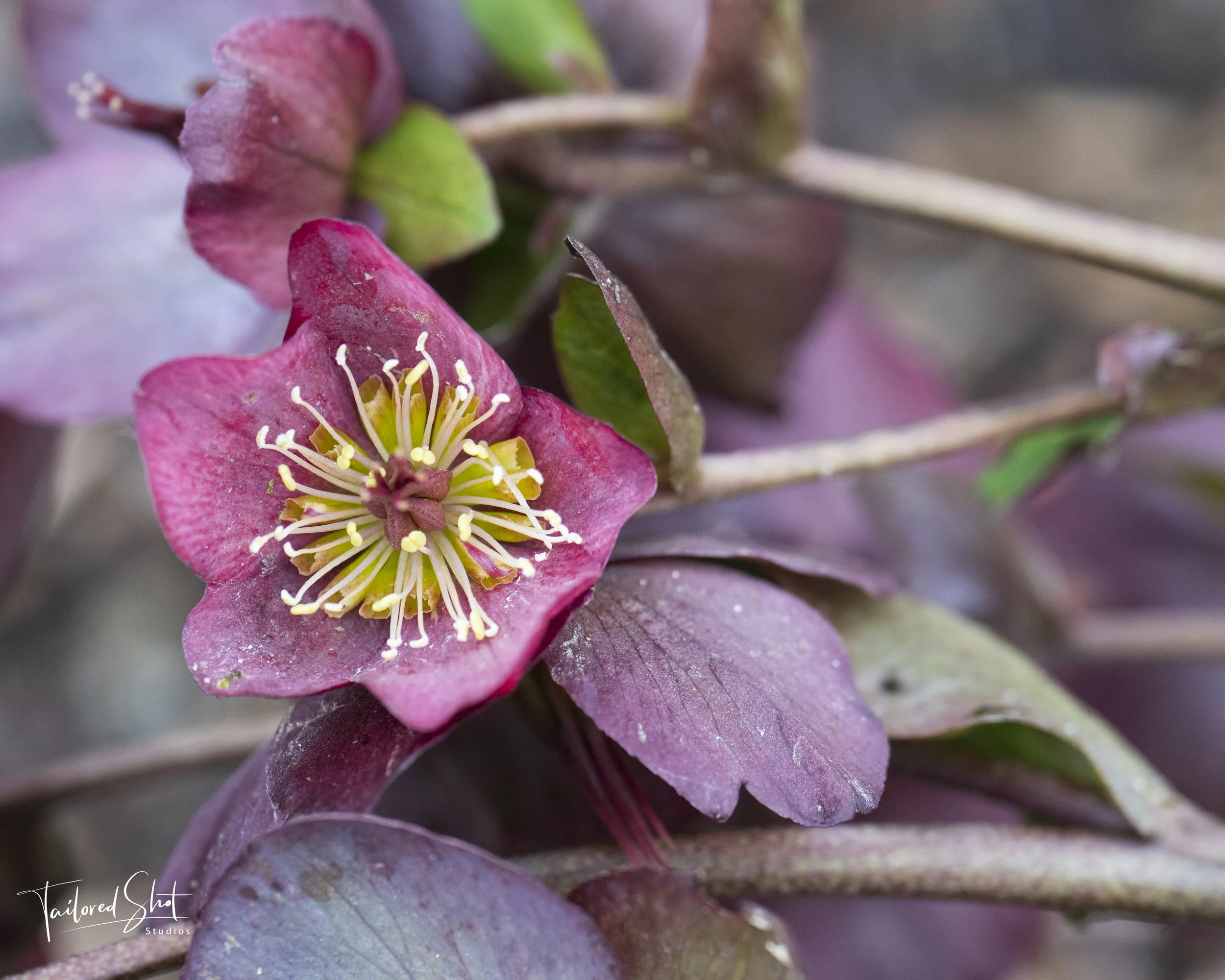 Hellebore in Bloom