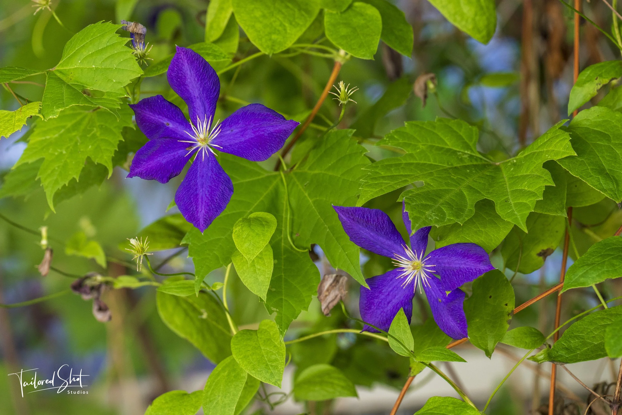 Sonnenberg Clematis