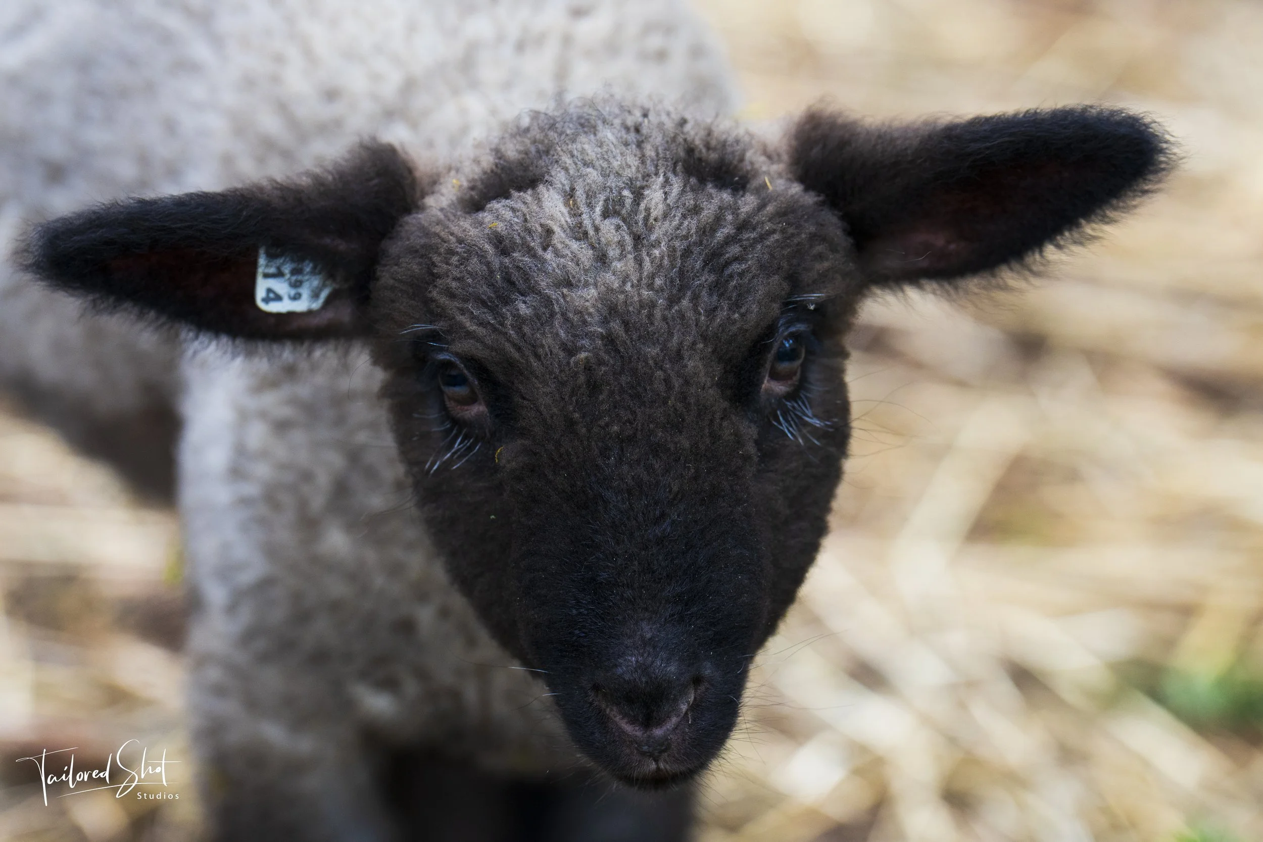 Innocent Lamb