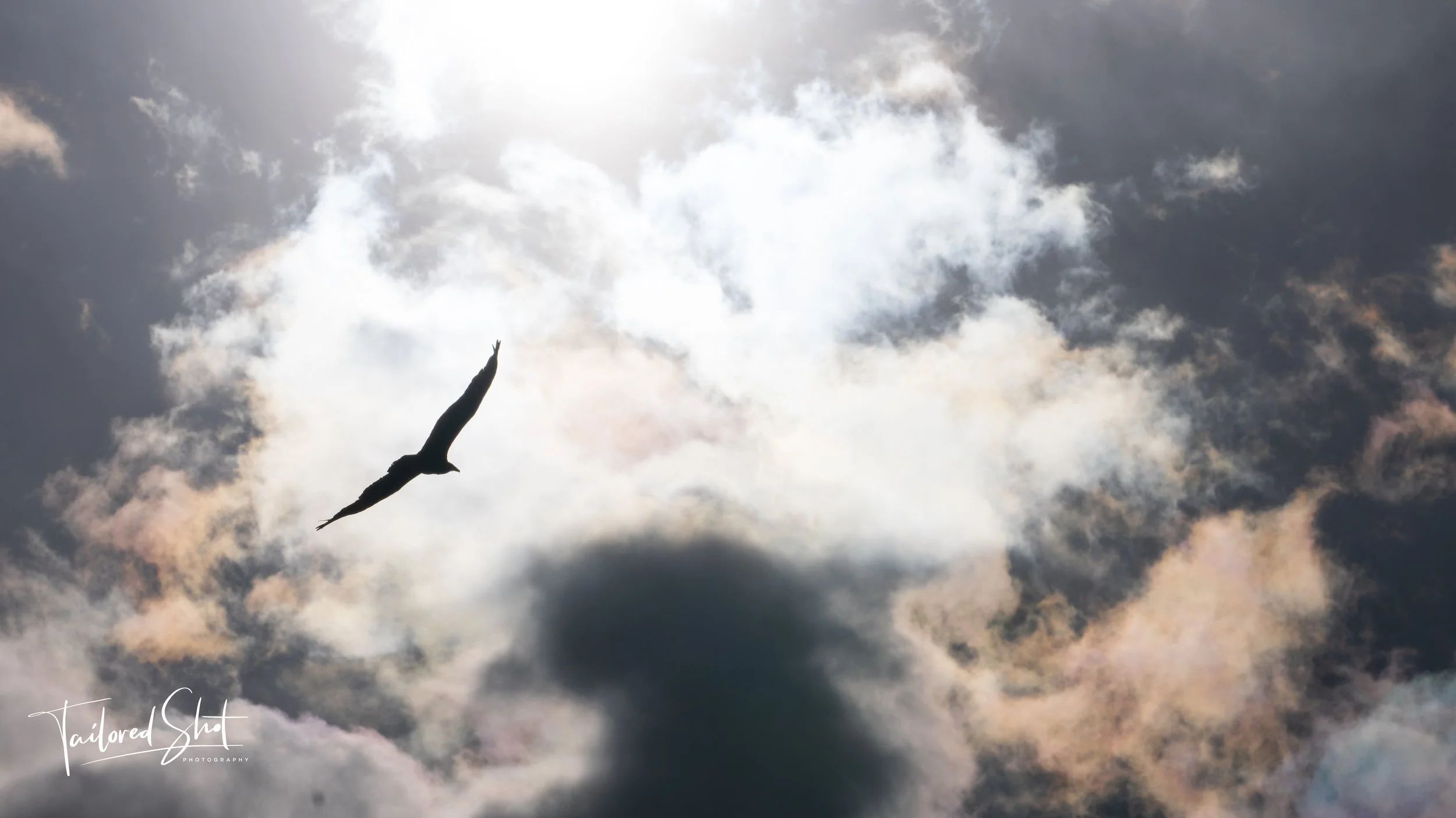 Wildlife & Nature Series