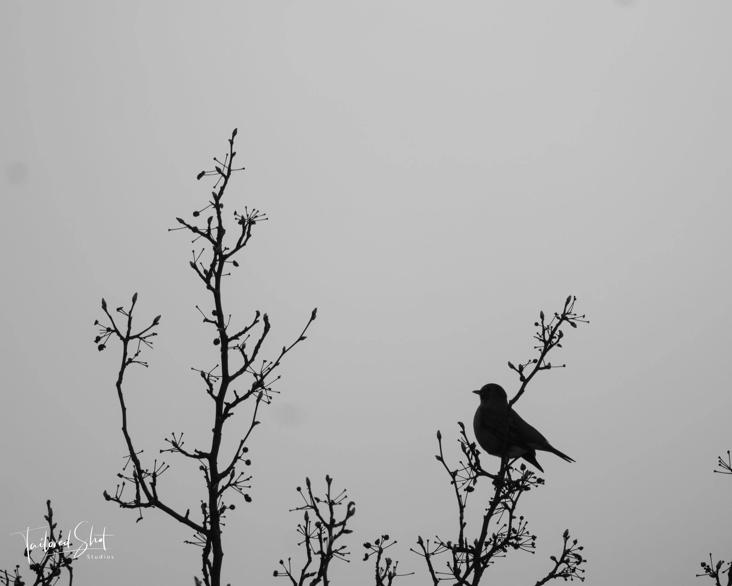 Stony Brook Silhouette in the Buds #1