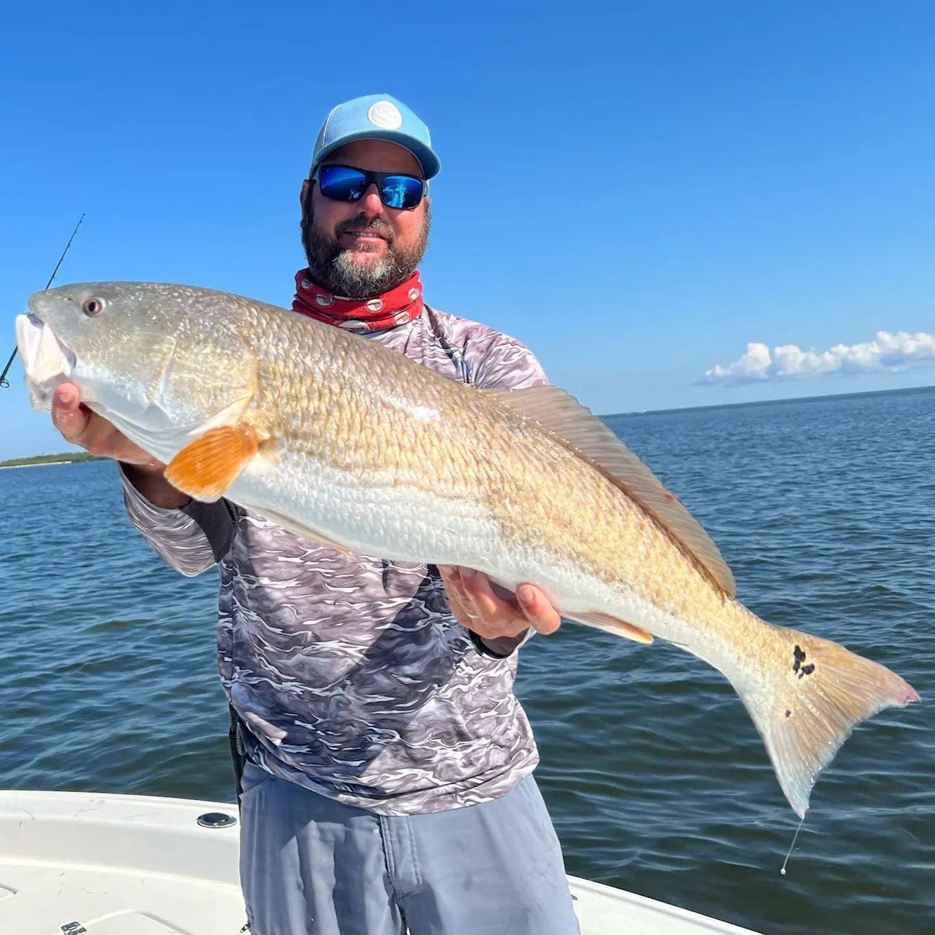 Redfish so big in #cedarkeyflorida with #southernsaltcharters they blow ya favorite draws leg out during the landing. 
www.cedarkeyfishing.com she so purdy