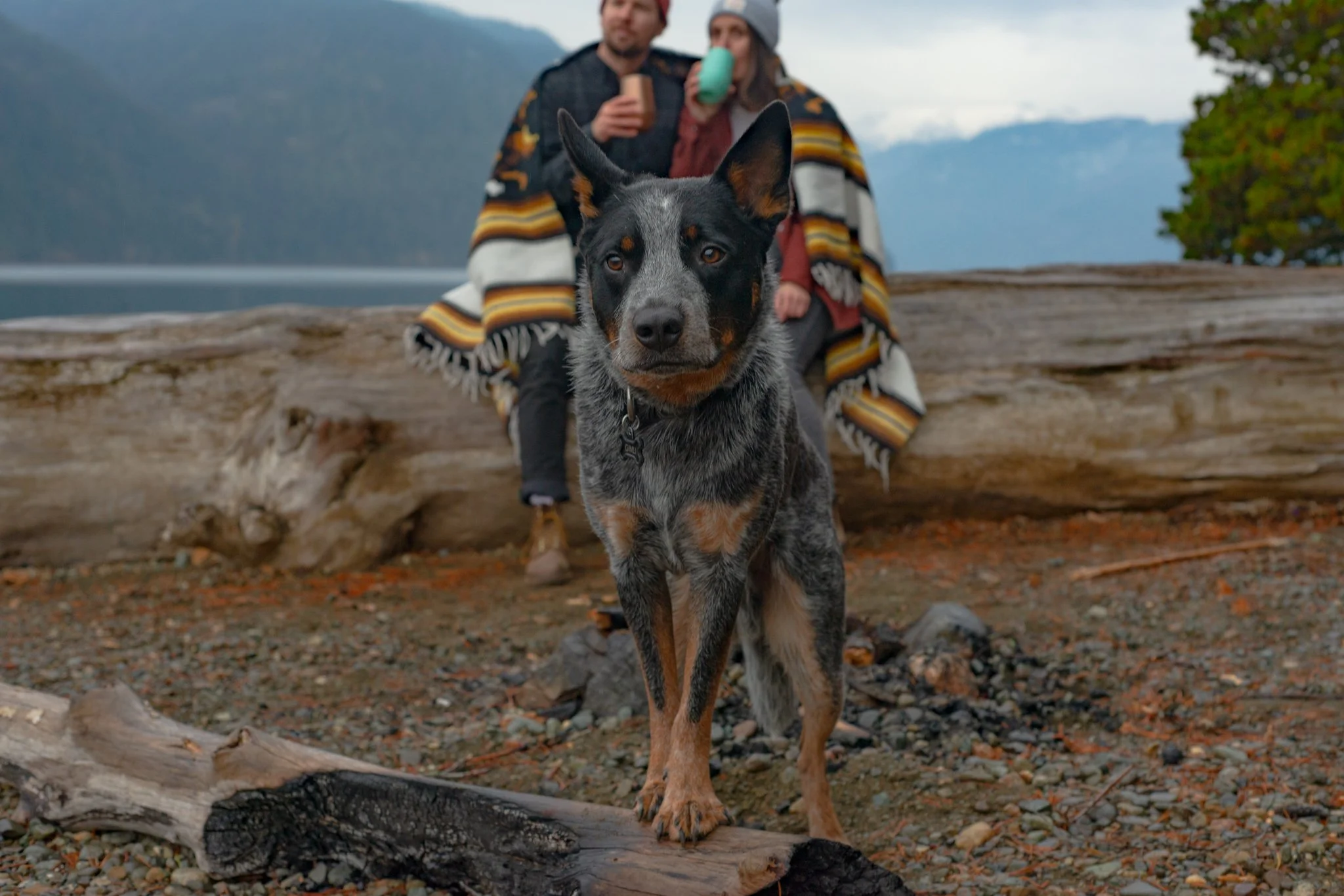 Close-up of a blue and tan dog standing on a rocky beach with a log behind and two people sitting on the log in the background, drinking from mugs. The scene is outdoors with trees and mountains in the distance.