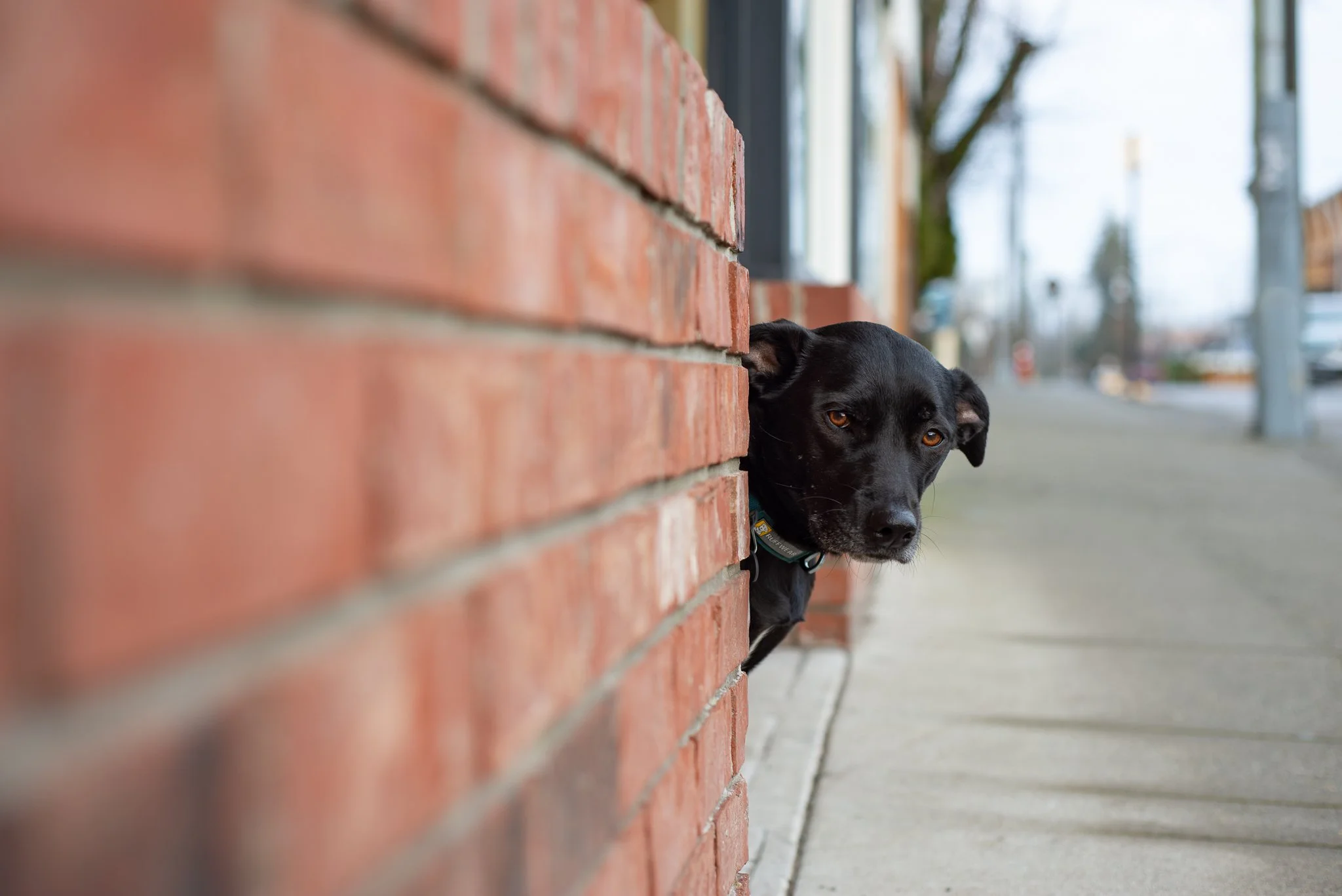 A black dog peeking out from behind a red brick wall on a city sidewalk.