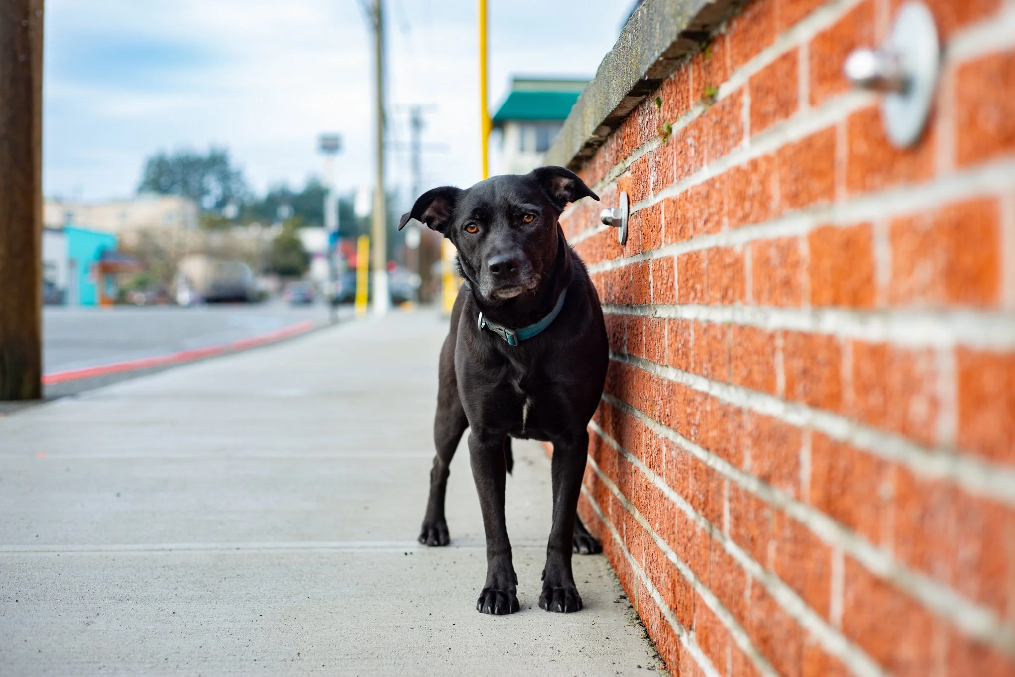 A black dog standing on a sidewalk next to a red brick wall, looking at the camera.