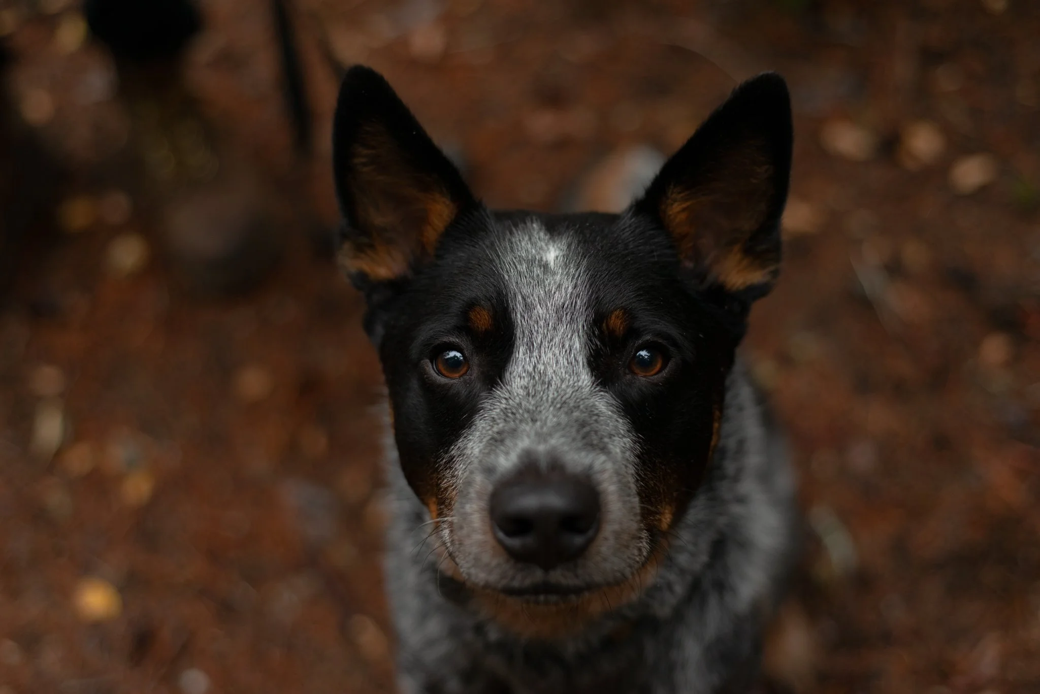Close-up of a black and gray dog with large ears and brown eyes, looking up at the camera, outdoors with a blurred background of ground and leaves.