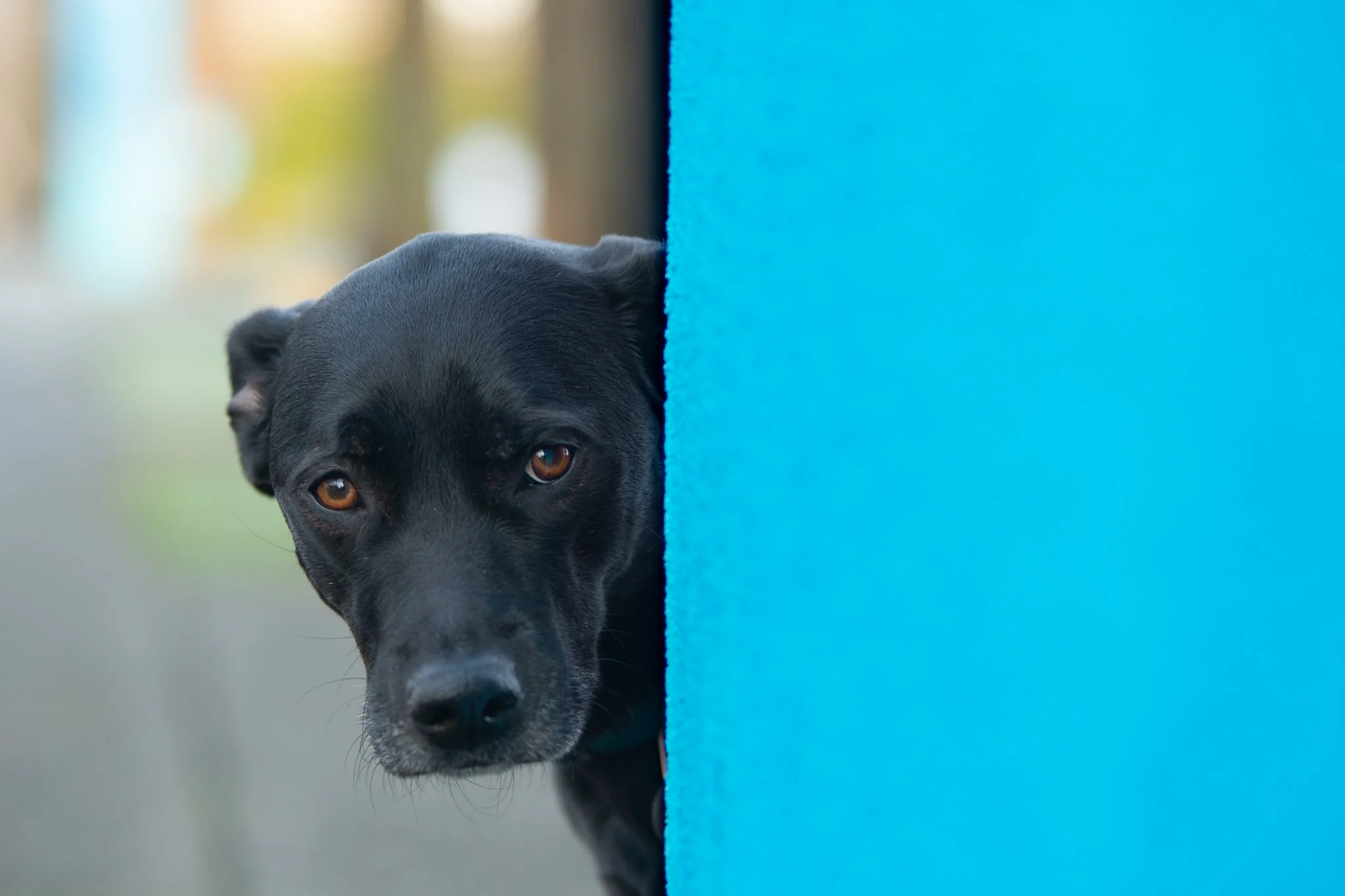 A black puppy peeking out from behind a blue wall, with a blurred background.