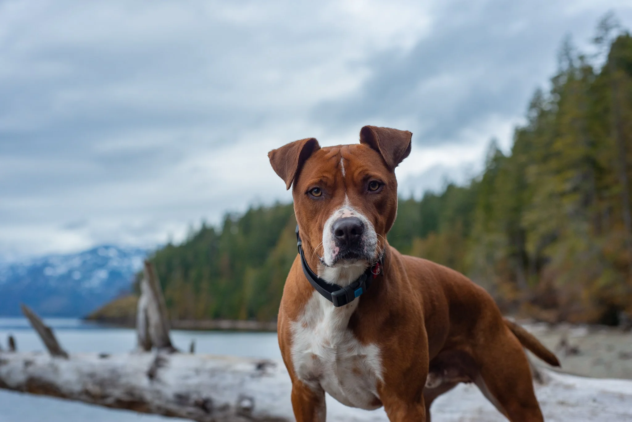 A brown and white dog standing on a beach with driftwood, with a mountain and tree-lined shoreline in the background under cloudy sky.