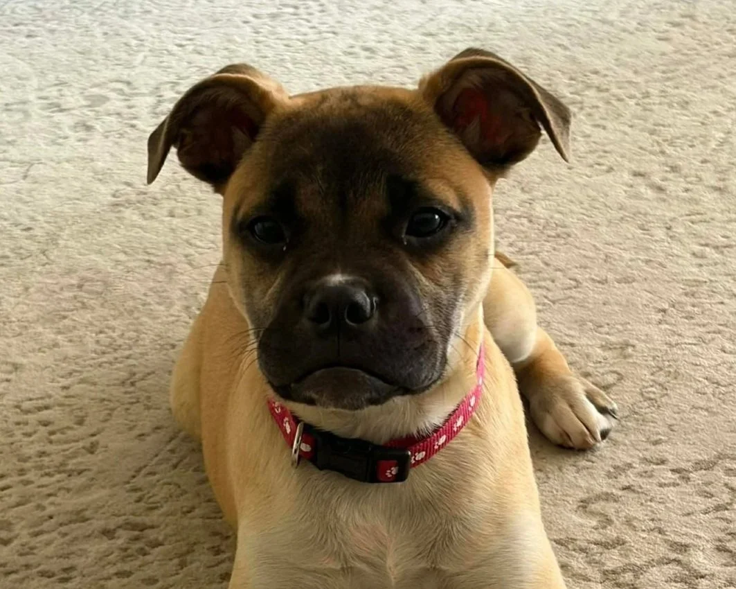 Sheba
