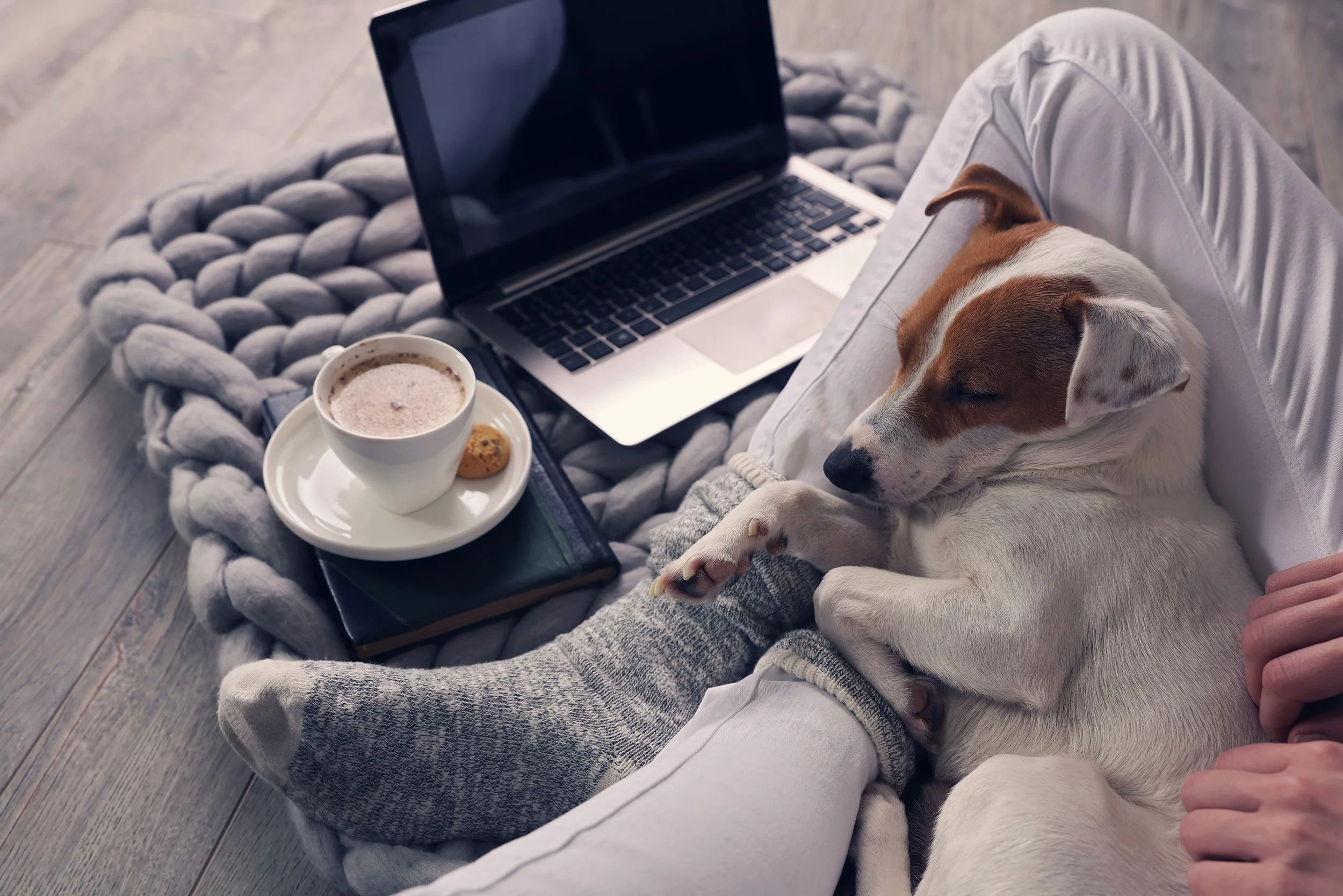 News + Events — Mornington Peninsula Dog Rescue Inc.