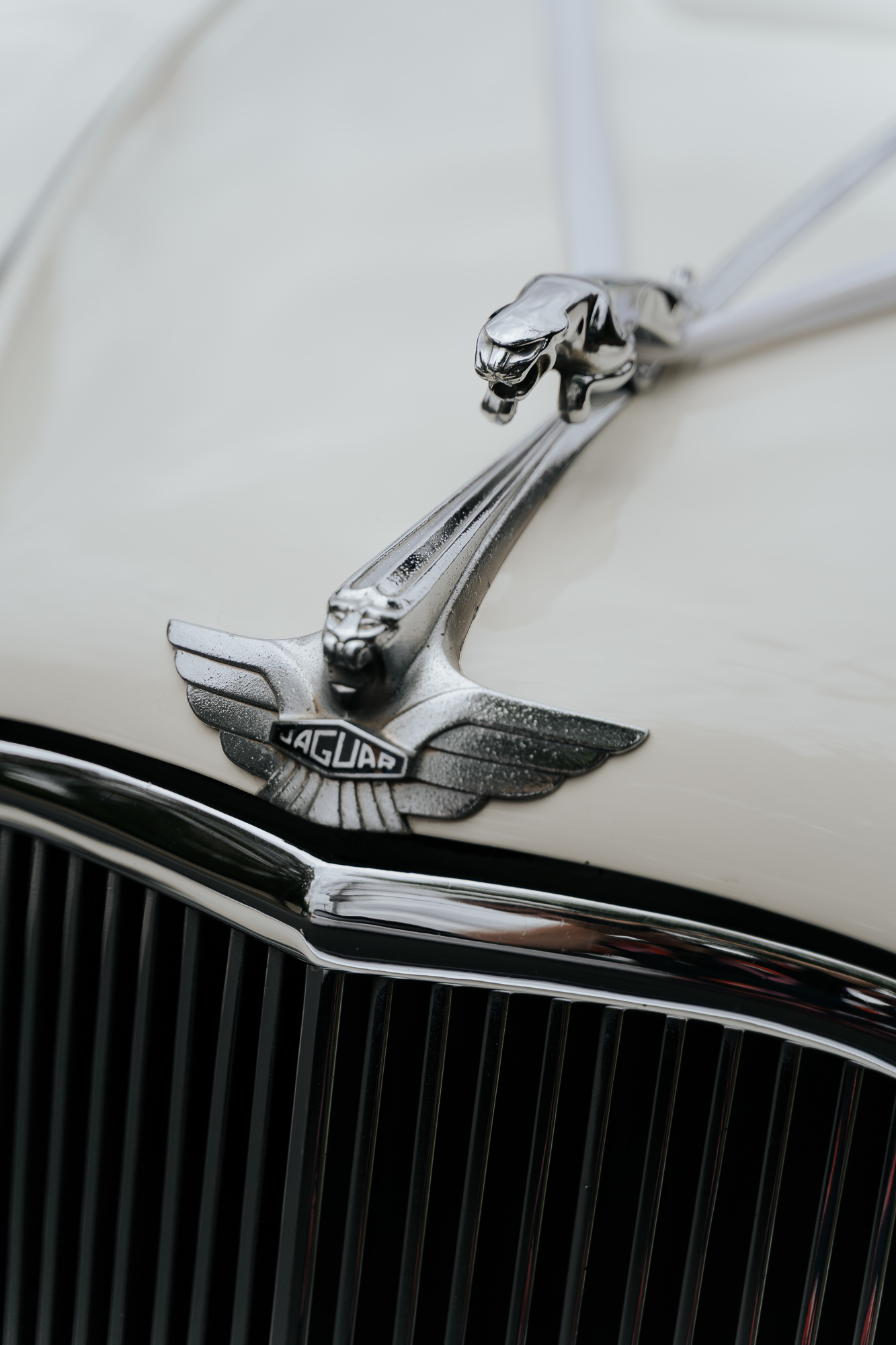 Close-up of a vintage Jaguar car's hood ornament featuring a leaping jaguar and a badge with the Jaguar logo.