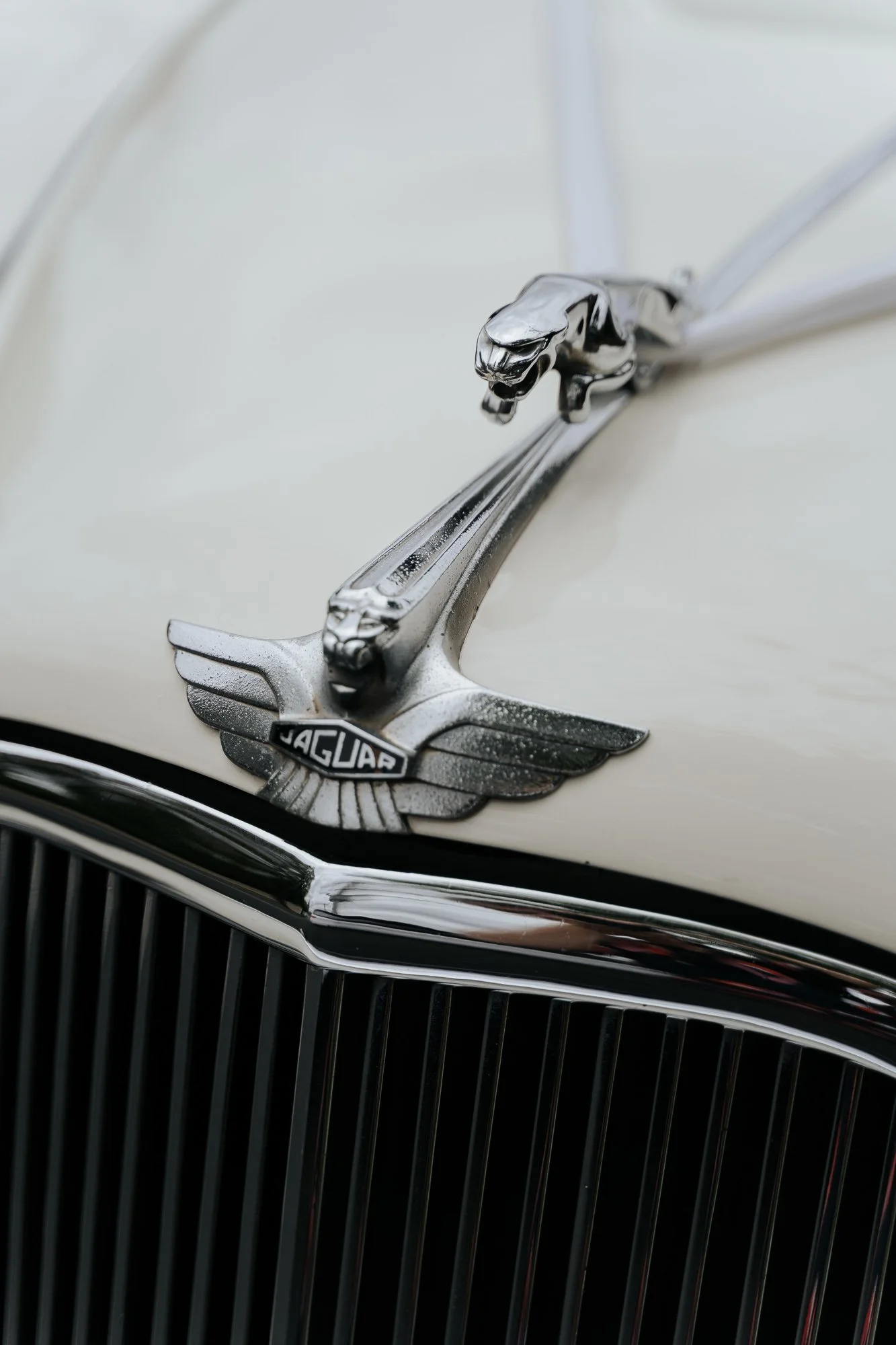 Close-up of the front grille and hood ornament of a vintage cream-colored Jaguar car, featuring a silver jaguar figure and chrome details.