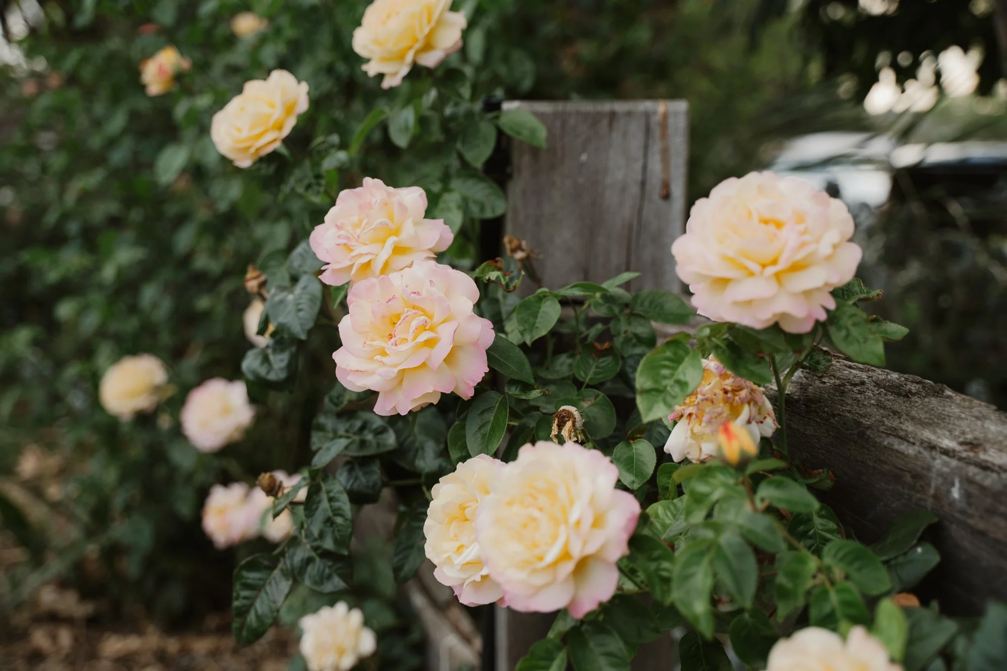 Cream-colored roses with pink edges growing along a wooden fence in a garden setting.