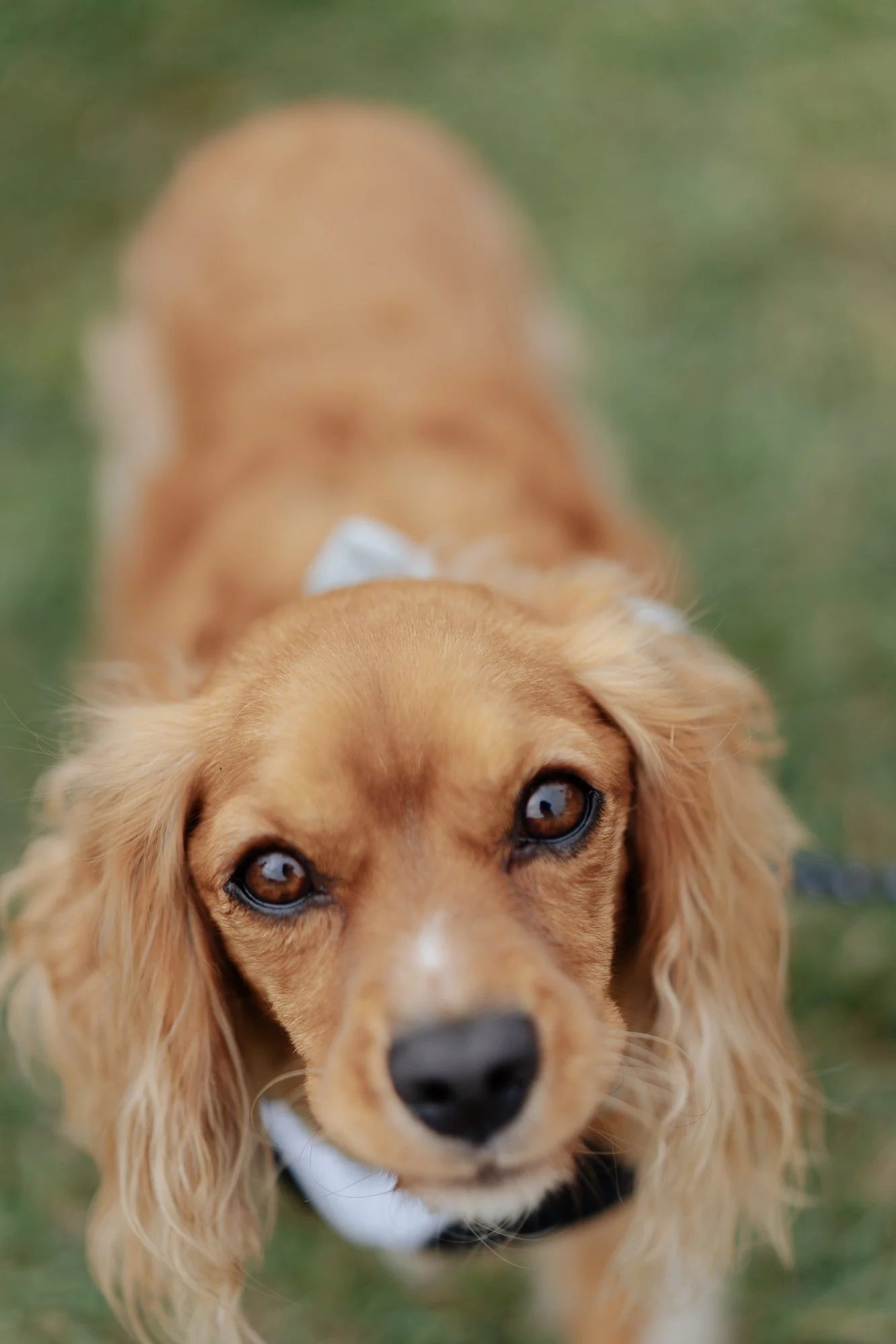 Close-up of a brown and white dog looking up at the camera with floppy ears and brown eyes, outdoors on grass.