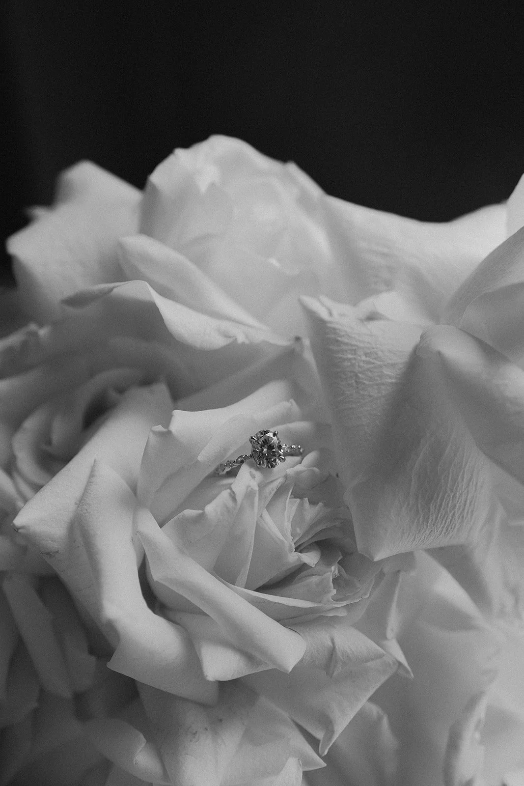 A close-up of a diamond engagement ring placed on a white rose with soft lighting and dark background.