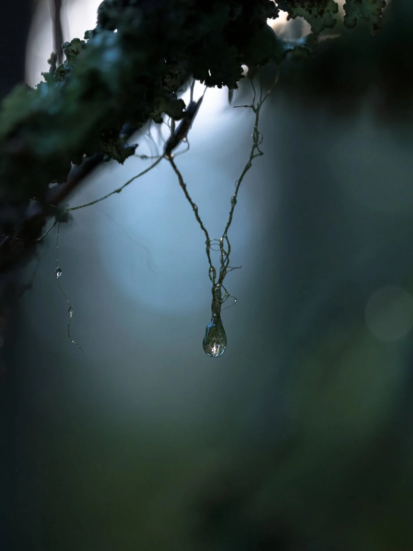 Talvip&auml;iv&auml;nseisaus. ✨

L&auml;mp&ouml;tila pysyttelee liev&auml;sti plussan puolella eik&auml; j&auml;rvet ole viel&auml; j&auml;&auml;tyneet. Rannassa pieni ahven uiskenteli verkkaiseen tahtiin pys&auml;htyneess&auml; maisemassa. Korppi le