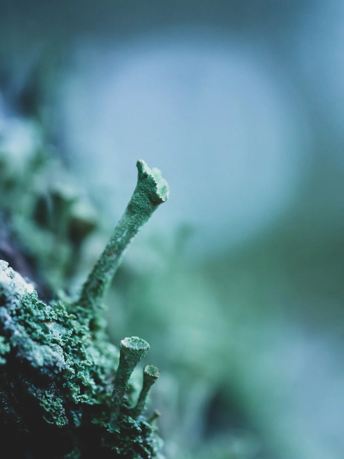 Hiljaisuus. Vain mets&auml; huokaa. 

"Korpp' on Lemmon hiien lintu
Ker&auml;tty on kek&auml;lehist&auml;
Sysipuist' on synnytetty."

Laskin yhteens&auml; 19 korppia lent&auml;v&auml;n saaresta mantereelle havumets&auml;&auml; kohti kahdess