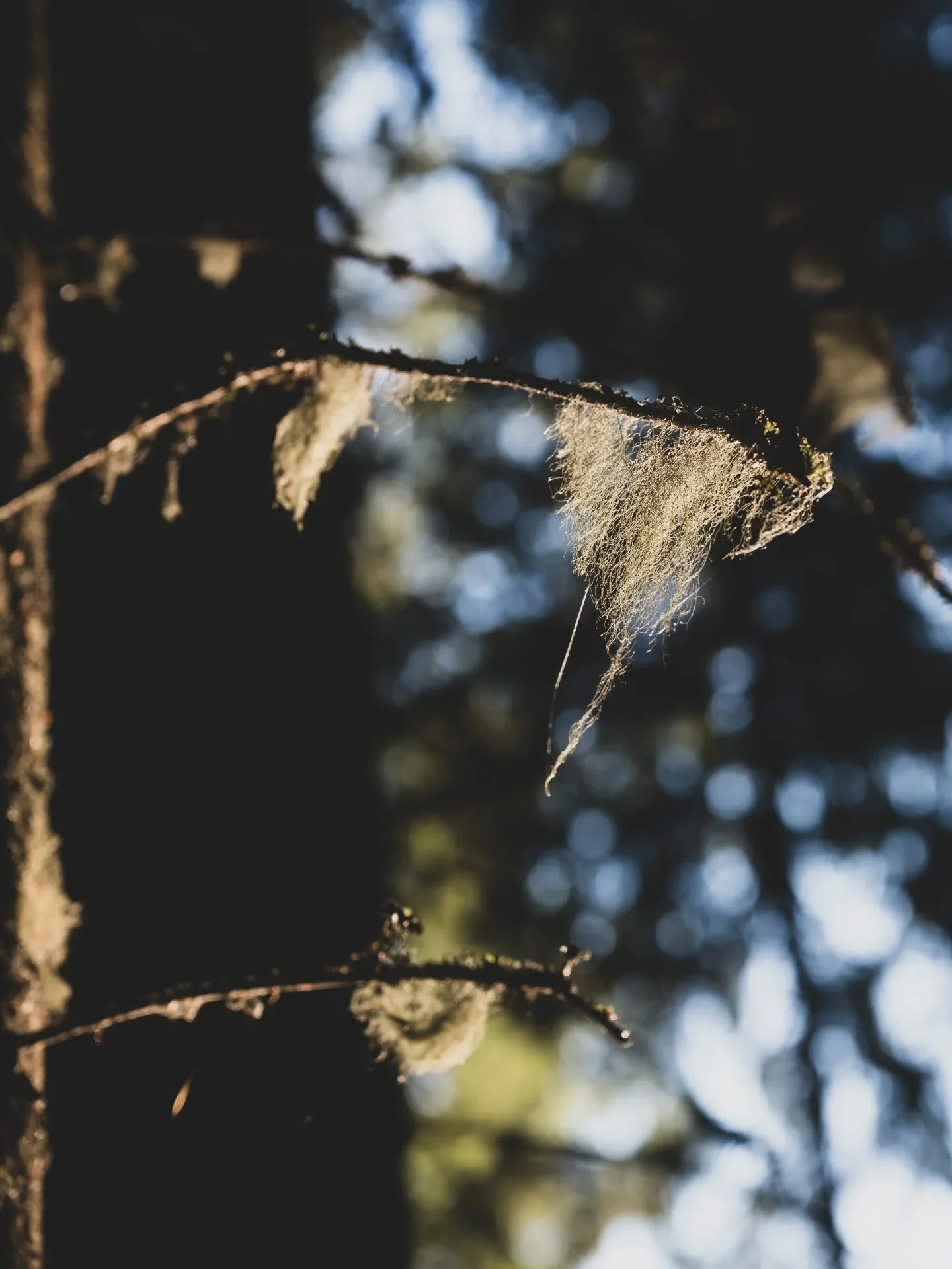 Kauniin tapaninp&auml;iv&auml;n tunnelma s&auml;rkyi j&auml;rkytt&auml;v&auml;&auml;n n&auml;kyyn. Upea satumainen kuusimets&auml;, jossa olemme jo vuosia k&auml;yneet hengittelem&auml;ss&auml; mets&auml;n rytmiss&auml;, kuvaamassa ja sienest&auml;m&