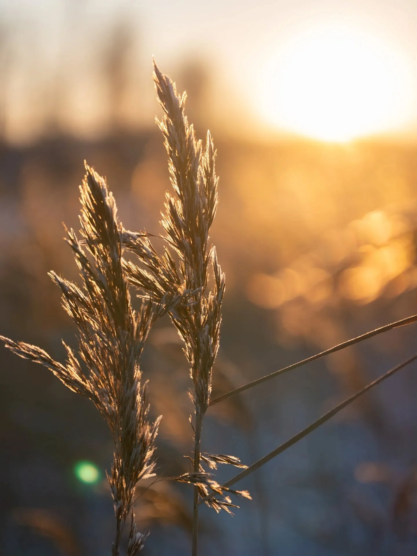 En saa unta. Mieleni liikkuu viel&auml; vapaina ja elinvoimaisina vaeltavien susilaumojen matkassa. Huomaan, ett&auml; alitajunnassani on alkanut hahmottua ajatus luonnon vastavoiman nousemisesta. Se on toistaiseksi ep&auml;m&auml;&auml;r&auml;inen, 