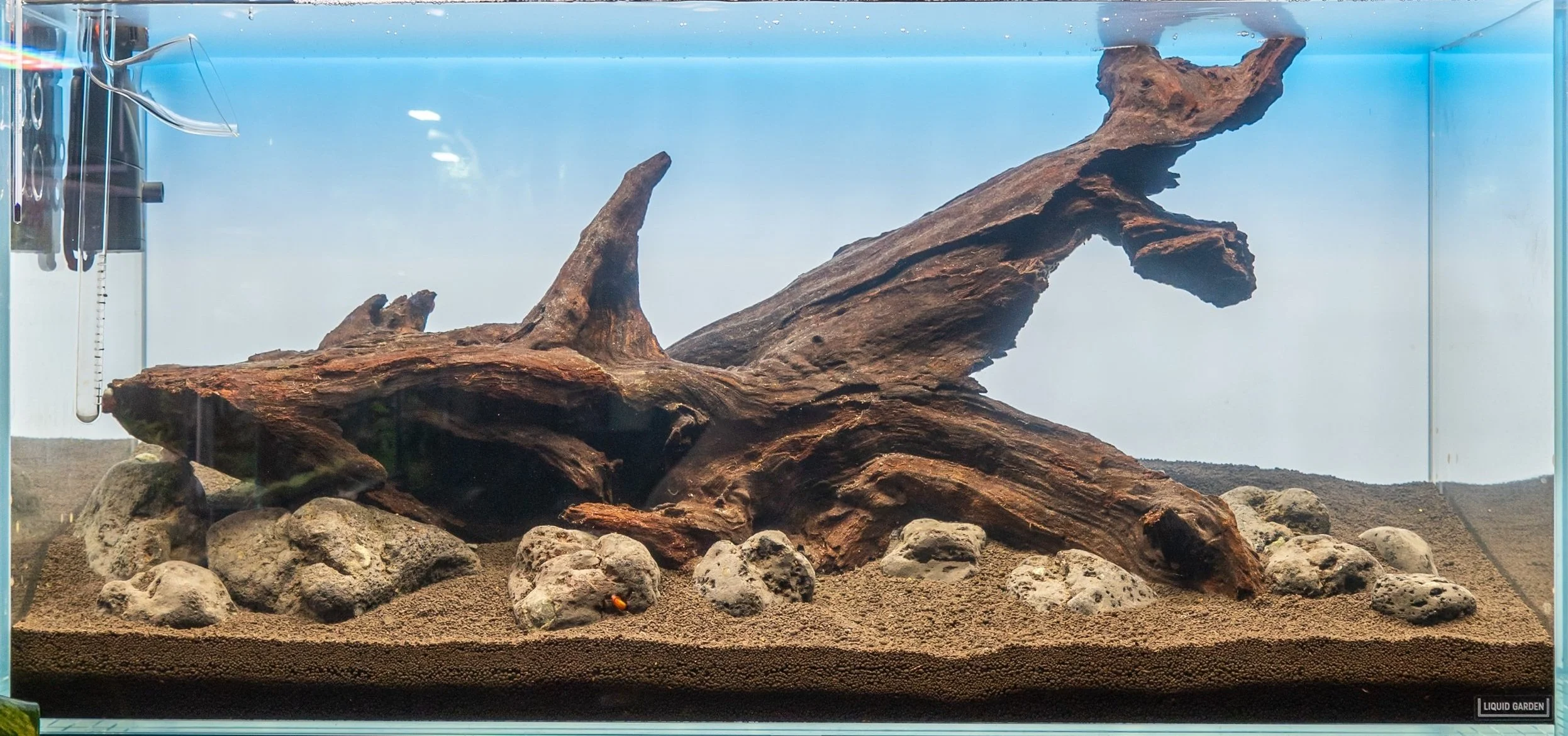 "Mirrorless Nature" - ADA 90P Nature Aquarium