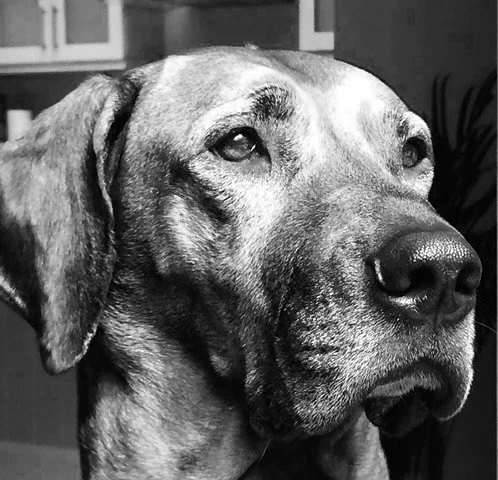 Our logo is rooted in our families appreciation for man&rsquo;s best friend. Specifically the Rhodesian Ridgeback. These dogs that are often referred to as the African lion hound are amazing creatures. They are loyal, strong and have an amazing work 