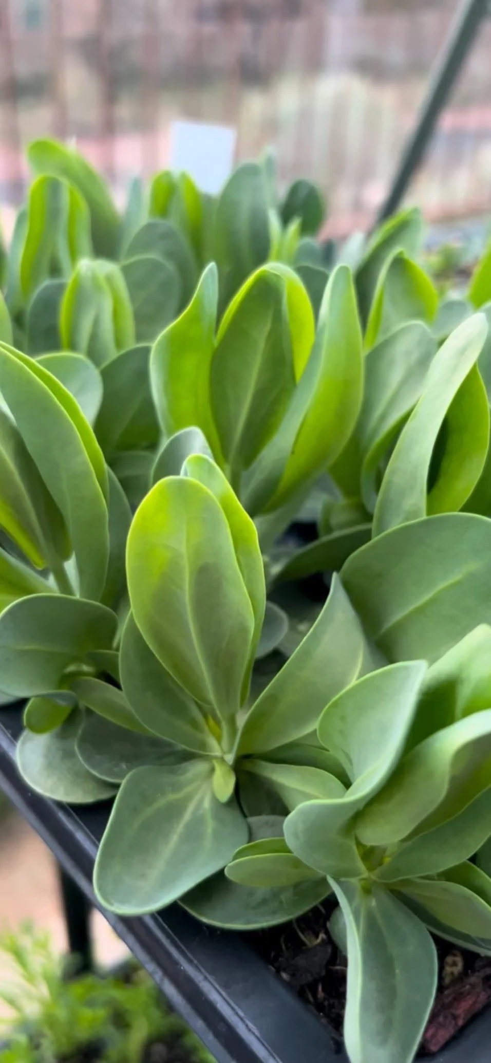 Cut Flower Garden Starter Box (Preorder)