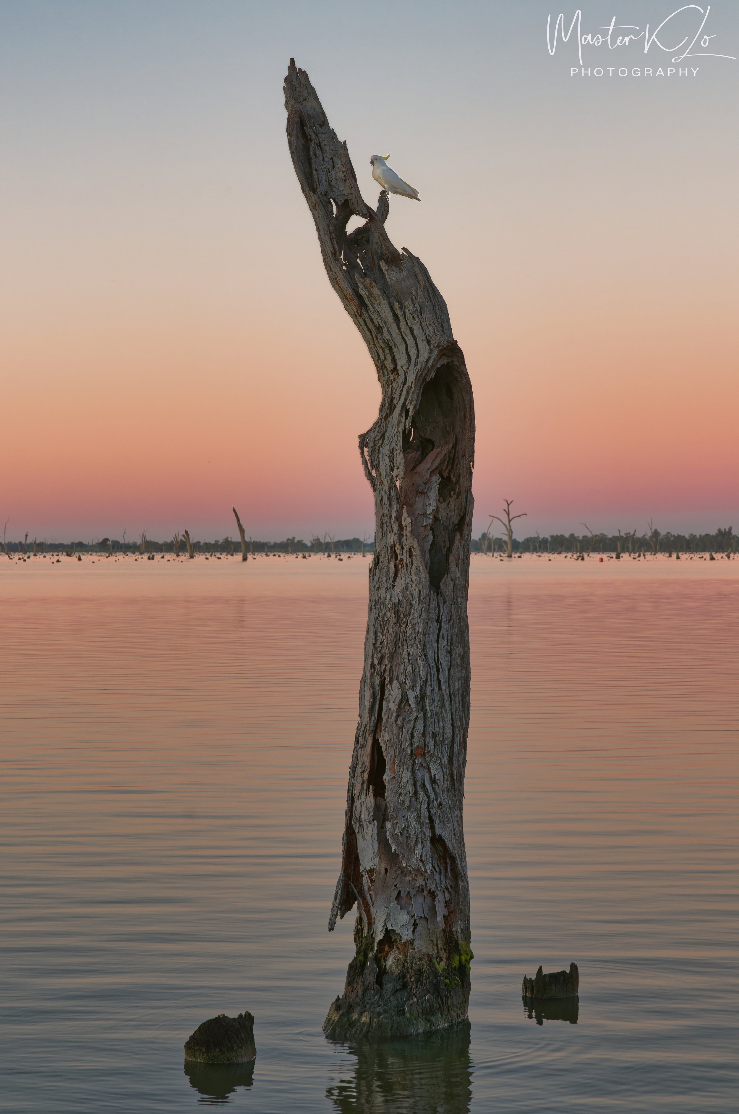 Full Frame - Sony - 60MP