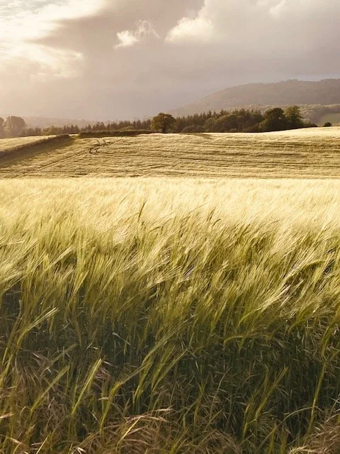 Late summer on Exmoor