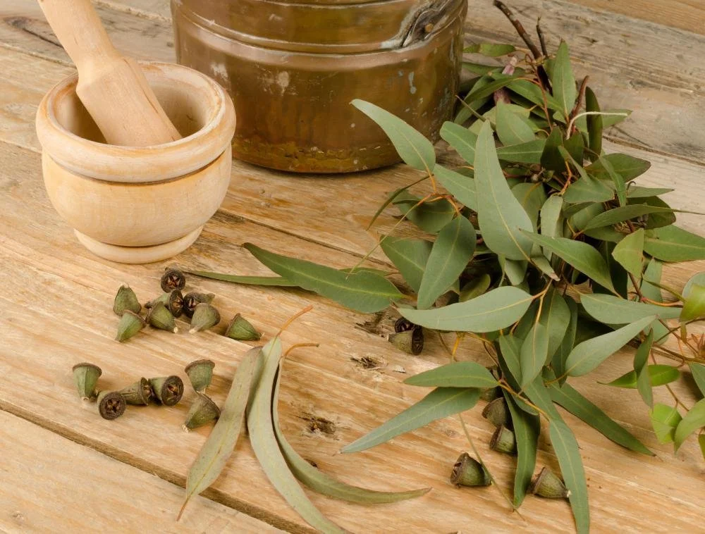 eucalyptus-leaves.jpg