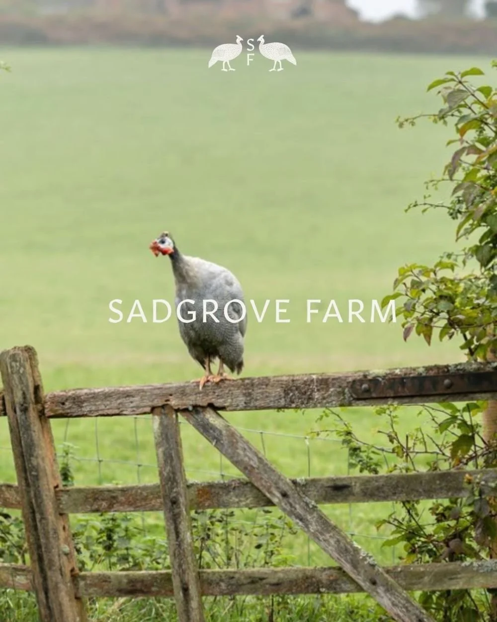 Social Magpie Design - Sadgrove Farm Brand-10.jpeg