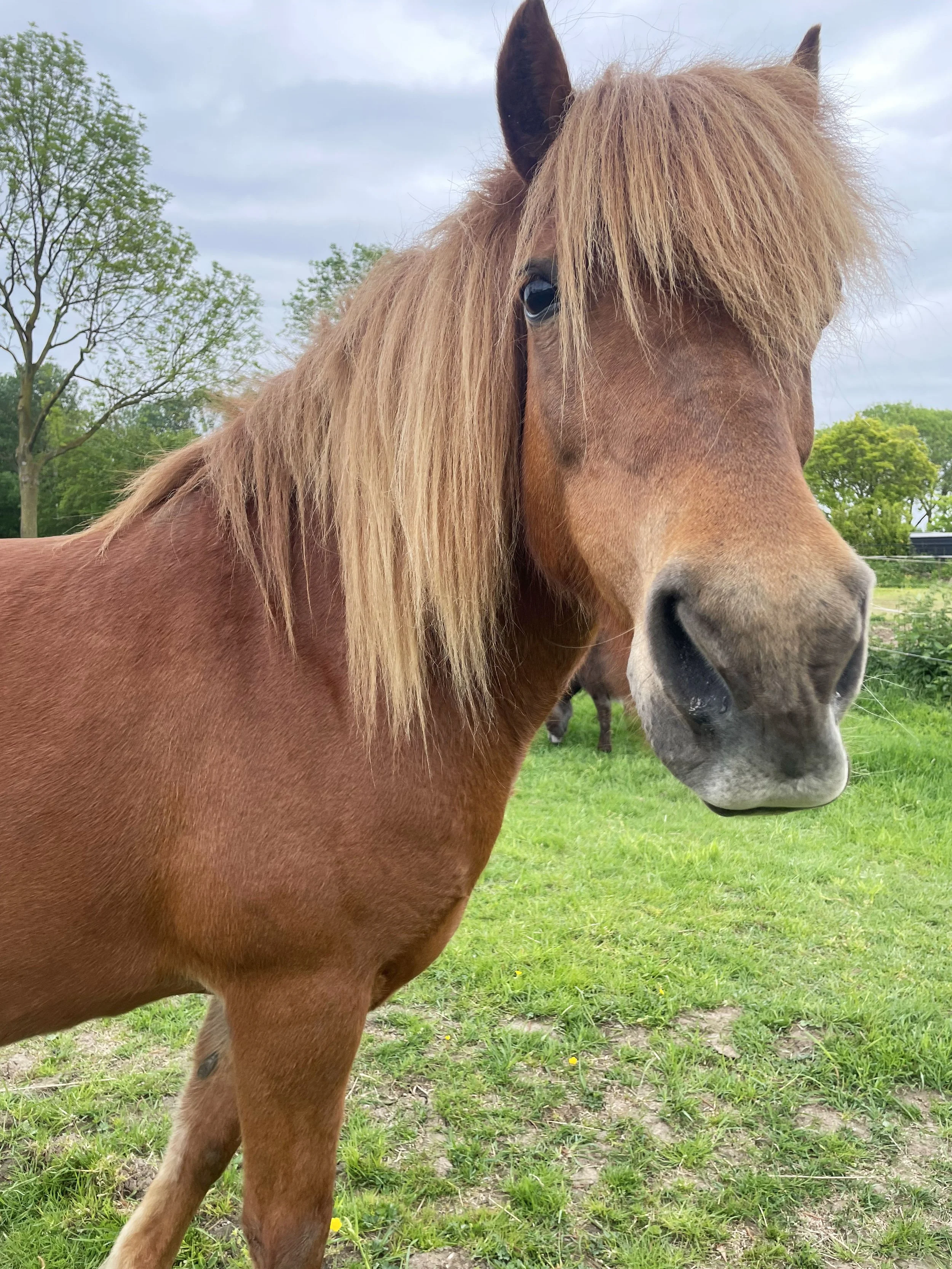 Ijslander Paard Coaching Ijslanders