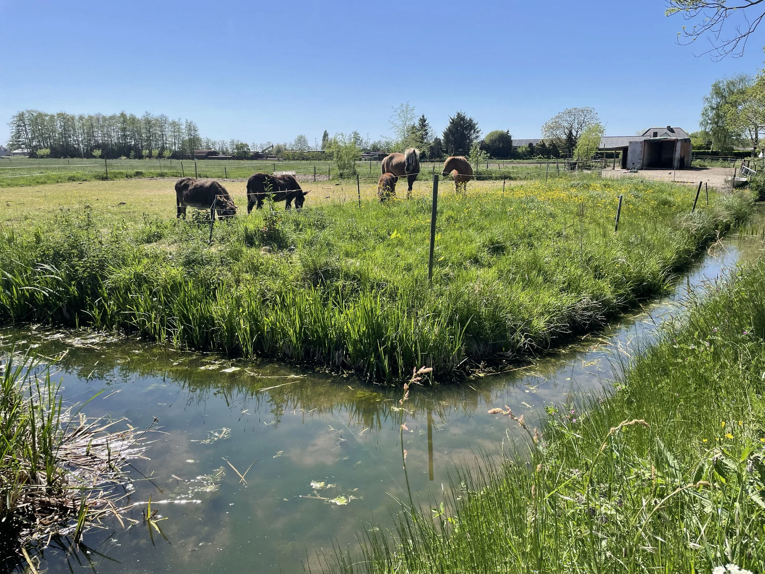 Wei paardencoaching