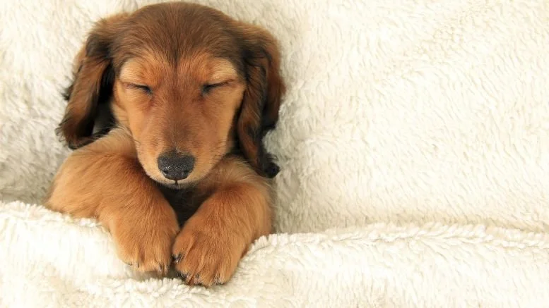 Take A Nap Already