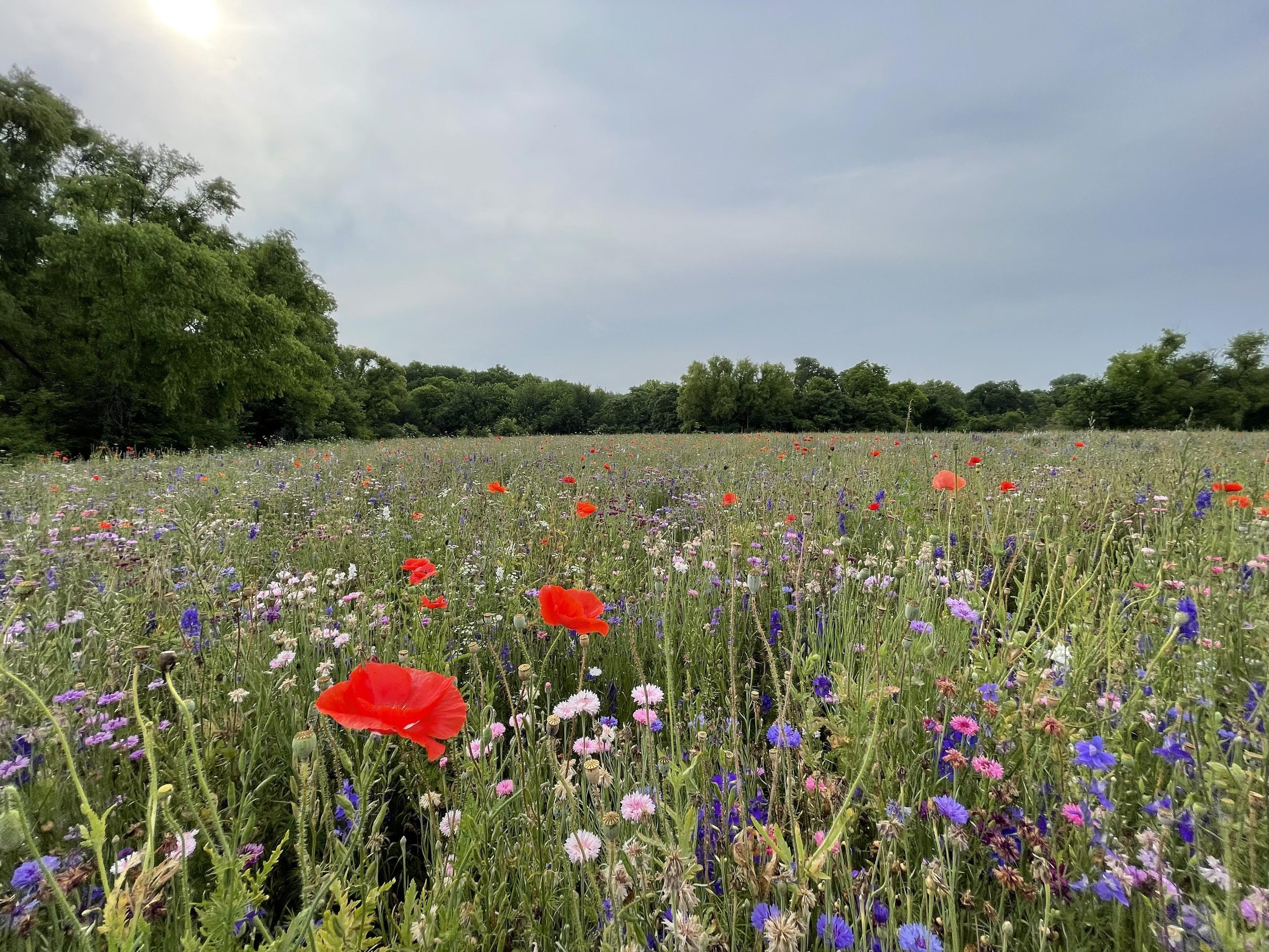 wildflower minis.jpeg
