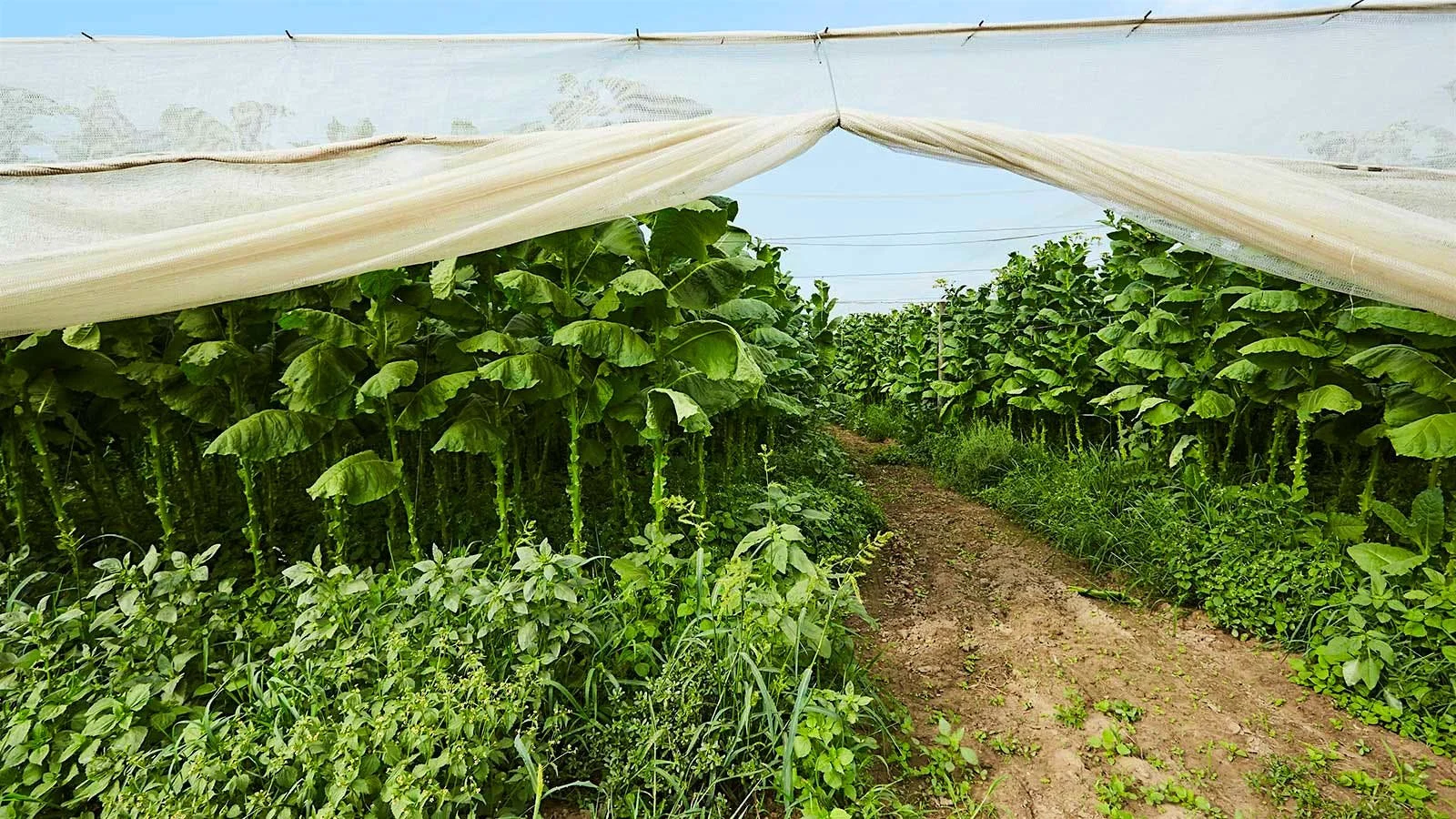 Where to buy Connecticut Cigars erie pa