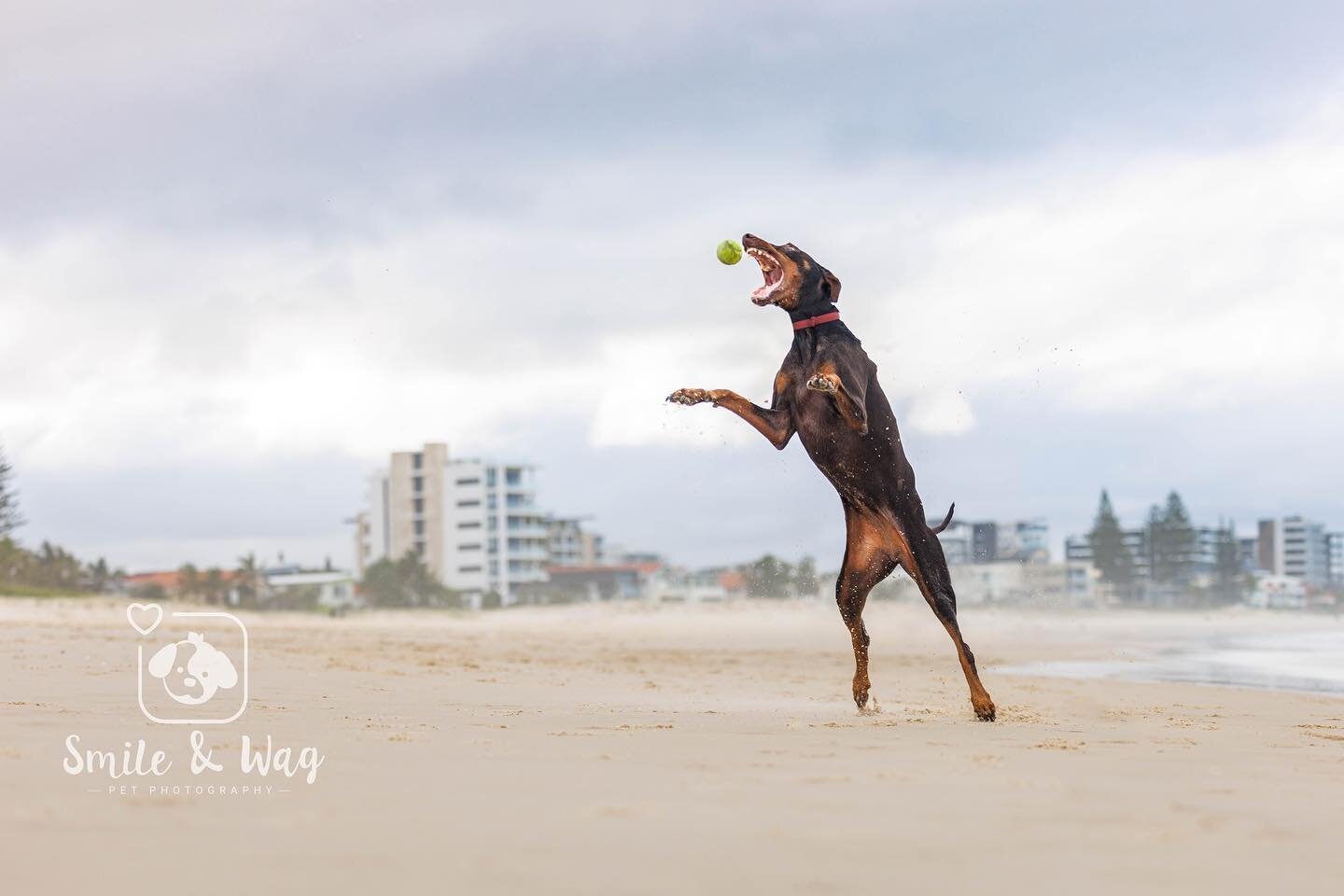 Are you sick of seeing Nala photos yet? 🤪🙃
 
I&rsquo;ve stepped back a bit from client sessions since Nala got her diagnosis and we started up our other business. But in the meantime it&rsquo;s given me more time to photograph Nala (as you might ha