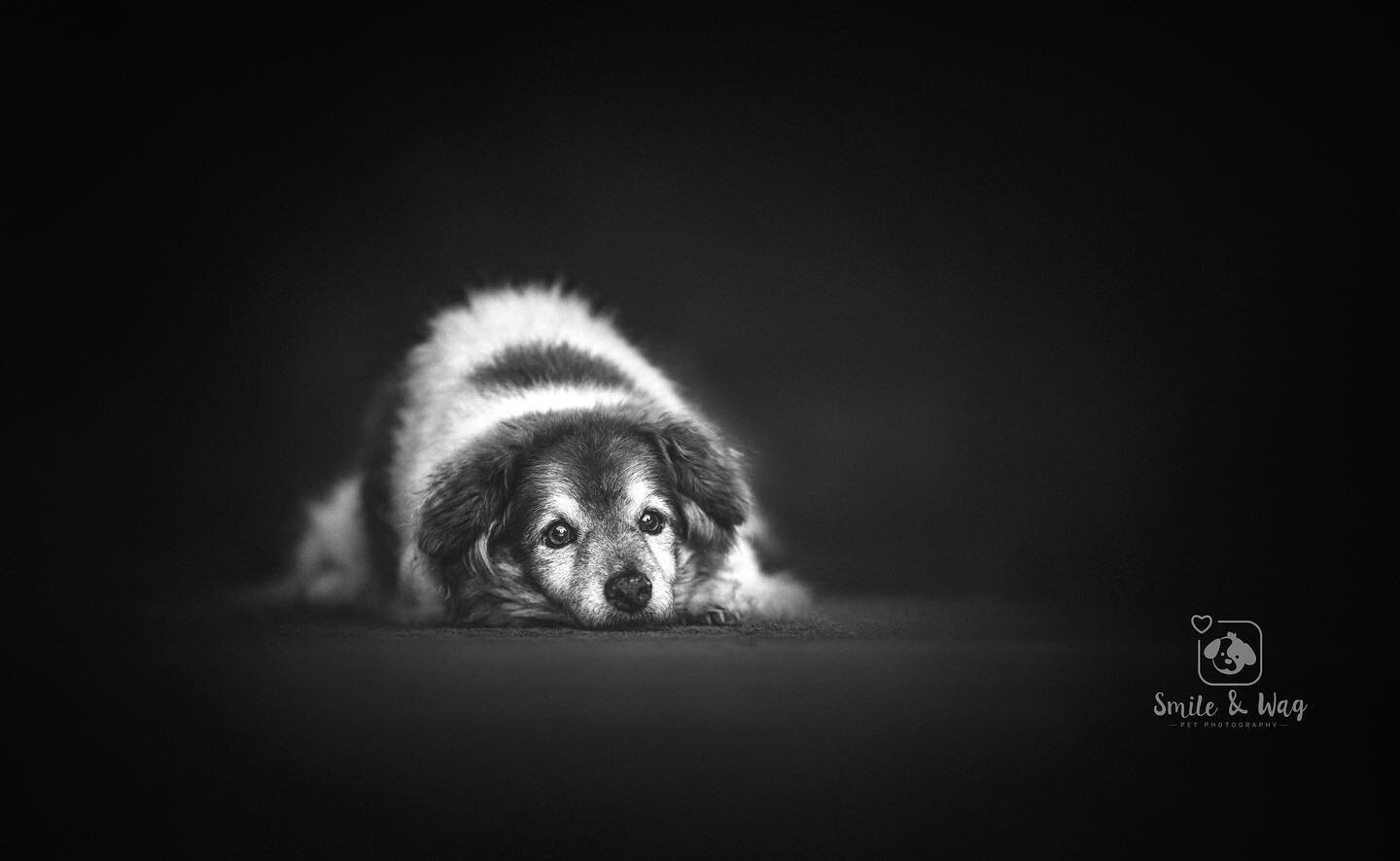 Something a little different than usual, but I wanted to share it still because I really fell in love with this photo while editing it 🥰
 

This is my family&rsquo;s dog, Sol. We got him when I was 9 from the RSPCA, so he&rsquo;s around 14 or 15 now