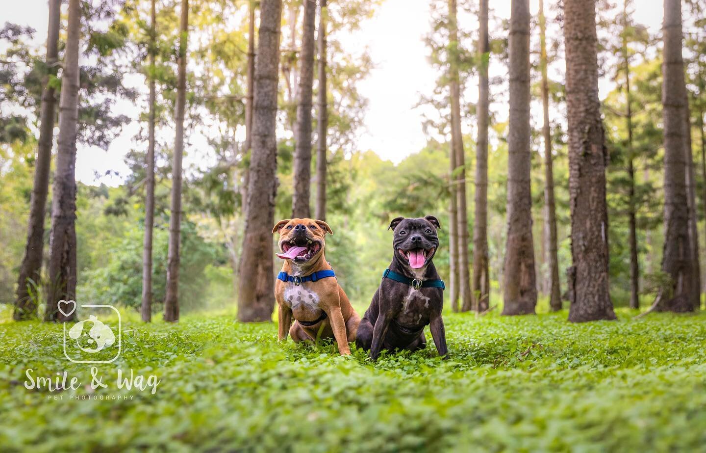 Gorgeous Parka &amp; Peppa posing in one of my favourite locations 🌿💕
 
This is a spot I&rsquo;ve been going to for years as it&rsquo;s such a beautiful, quiet place with the prettiest pine tree forest. And yep, if it looks familiar it&rsquo;s wher