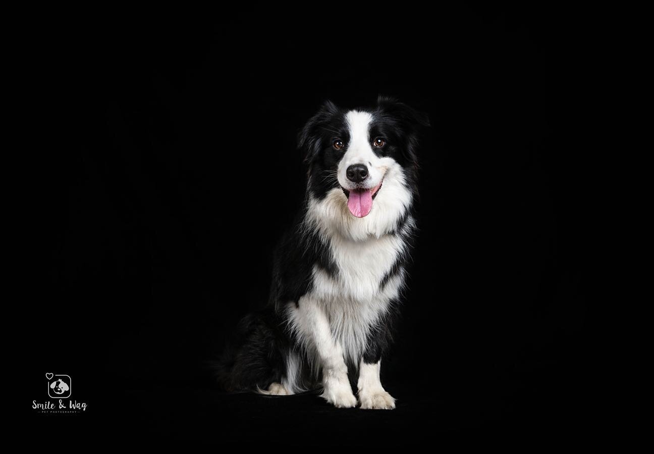 Ruby looking stunning against a black background 🤩✨
 
I don&rsquo;t think I post enough photos of Ruby, she&rsquo;s such a good looking girl and definitely the most cooperative out of my 3 dogs 😂🤷&zwj;♀️
 
What do you think of the black background