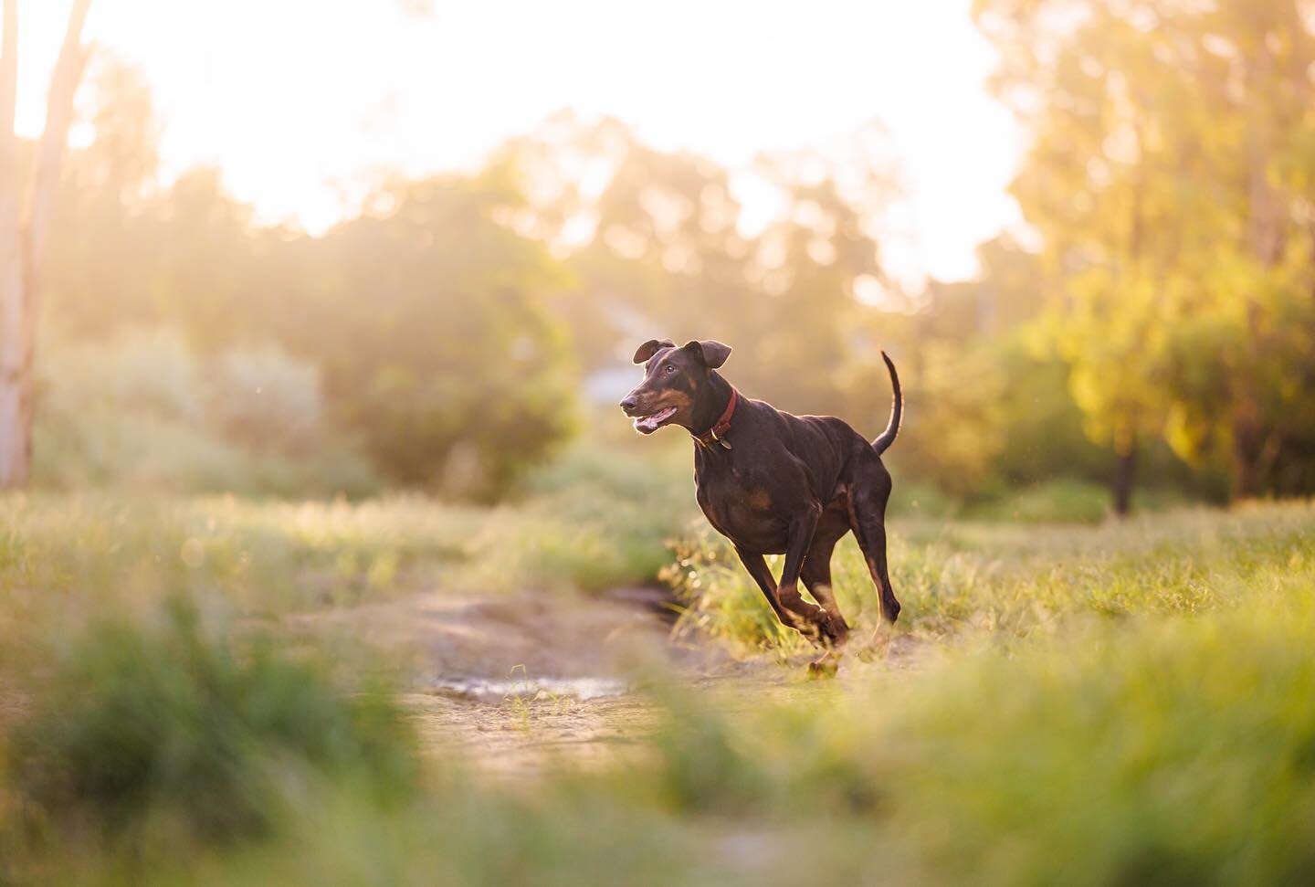 Back when there was sunshine and I could actually go outside to take photos&hellip; look at that golden light 🥺✨
 
 
Nala is doing ok, she&rsquo;s sick of this rain as well though of course! Her blood and urine tests last week came back showing that