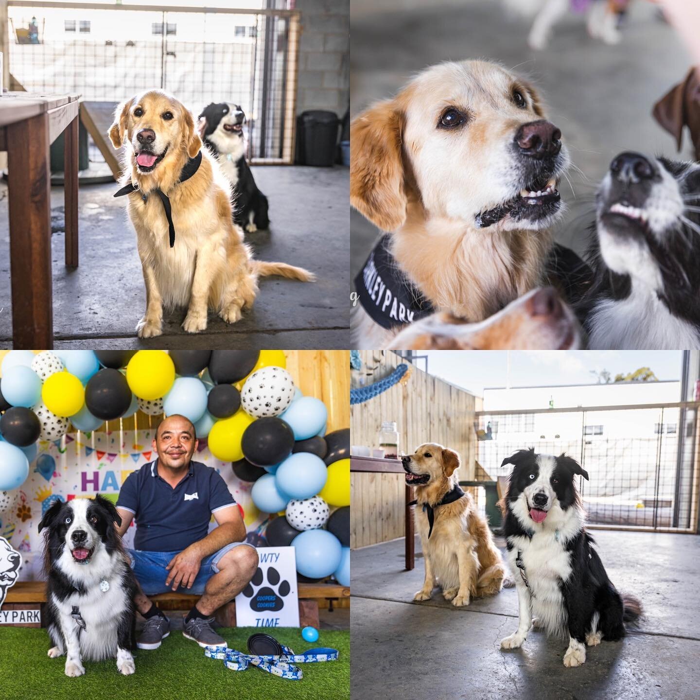 Some of the photos I took at @cooperscookiesgraceville and Oscar from @barkleypark &lsquo;s birthday party on Saturday! 🤩🥳🐕🐾❤️
 
It was a fabulous morning and I&rsquo;m just so sad I didn&rsquo;t get a photo of the cake - it was stunning! But the