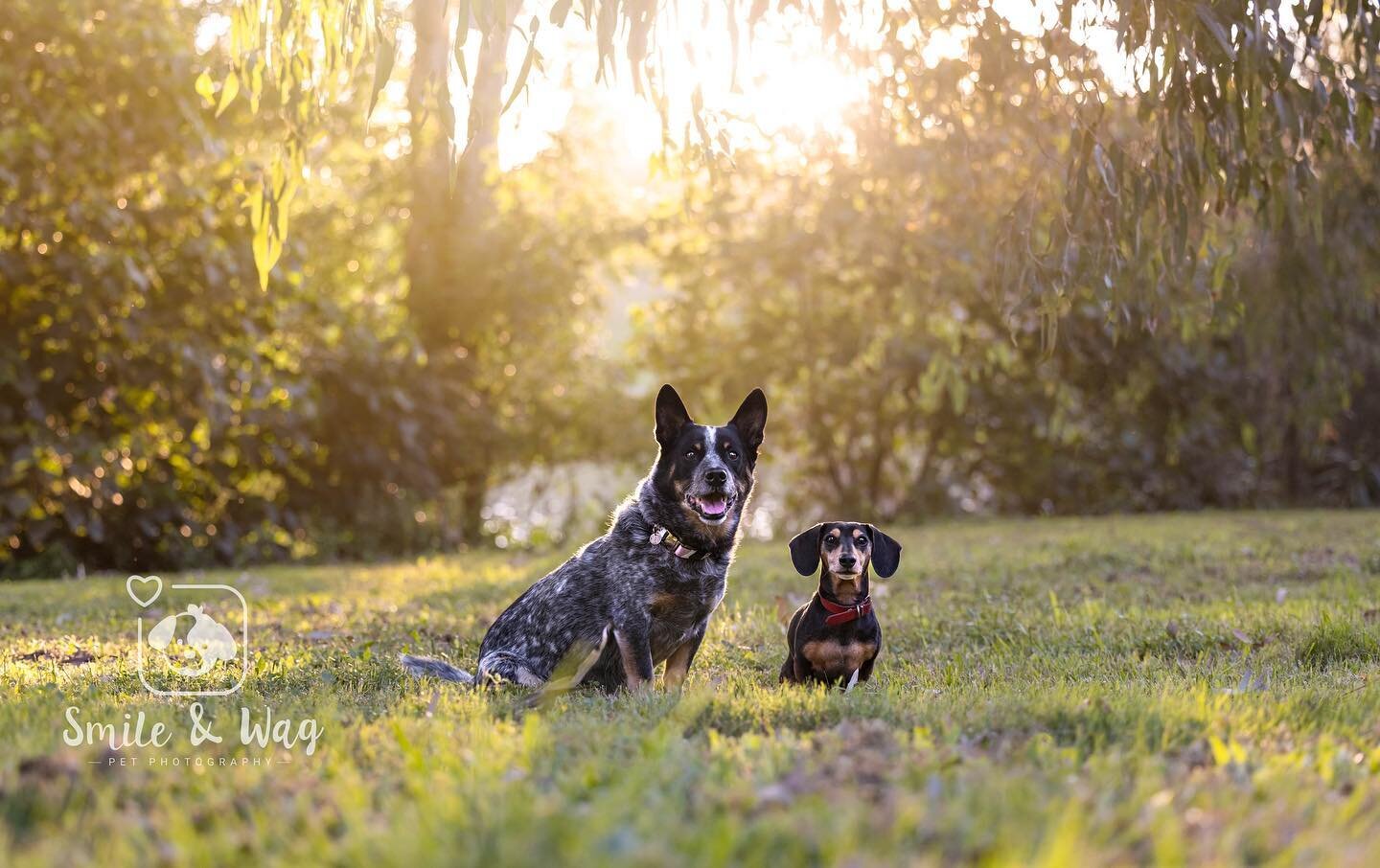 #sneakpeek of Banjo &amp; Ronnie 🤩
 
The first of many photos I took the other weekend of these gorgeous boys! They posed so well together, but don&rsquo;t worry I also have plenty of action shots and some goofy shots too that I can&rsquo;t wait to 