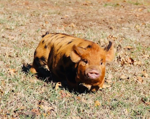 Trish x Tutanekai Gilt