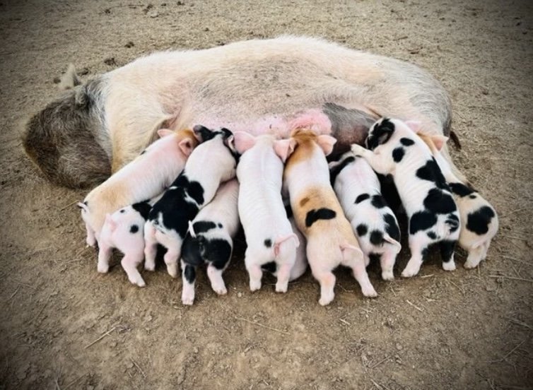 How To Maximize The Fertility of Your Boars and Sows