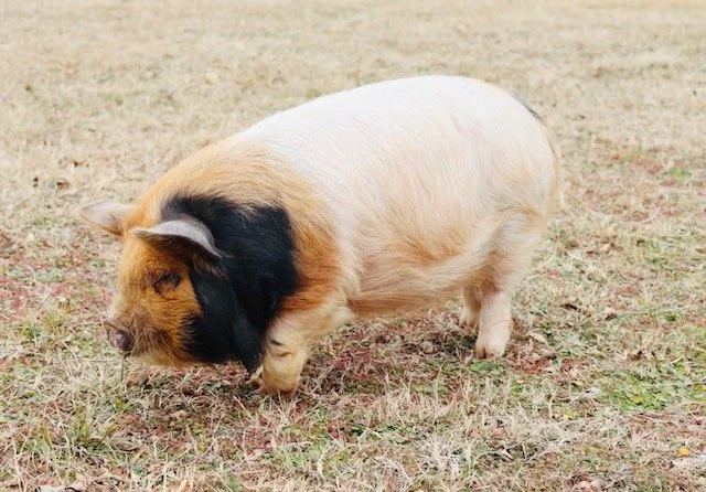 Haunene x BH Tutaki Gilt