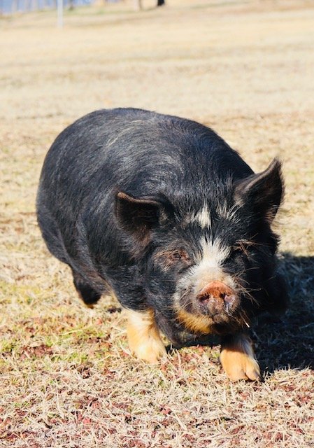 Ru x Tapeka Boarling 