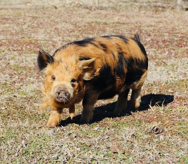 Haunene x Tonganui Gilt